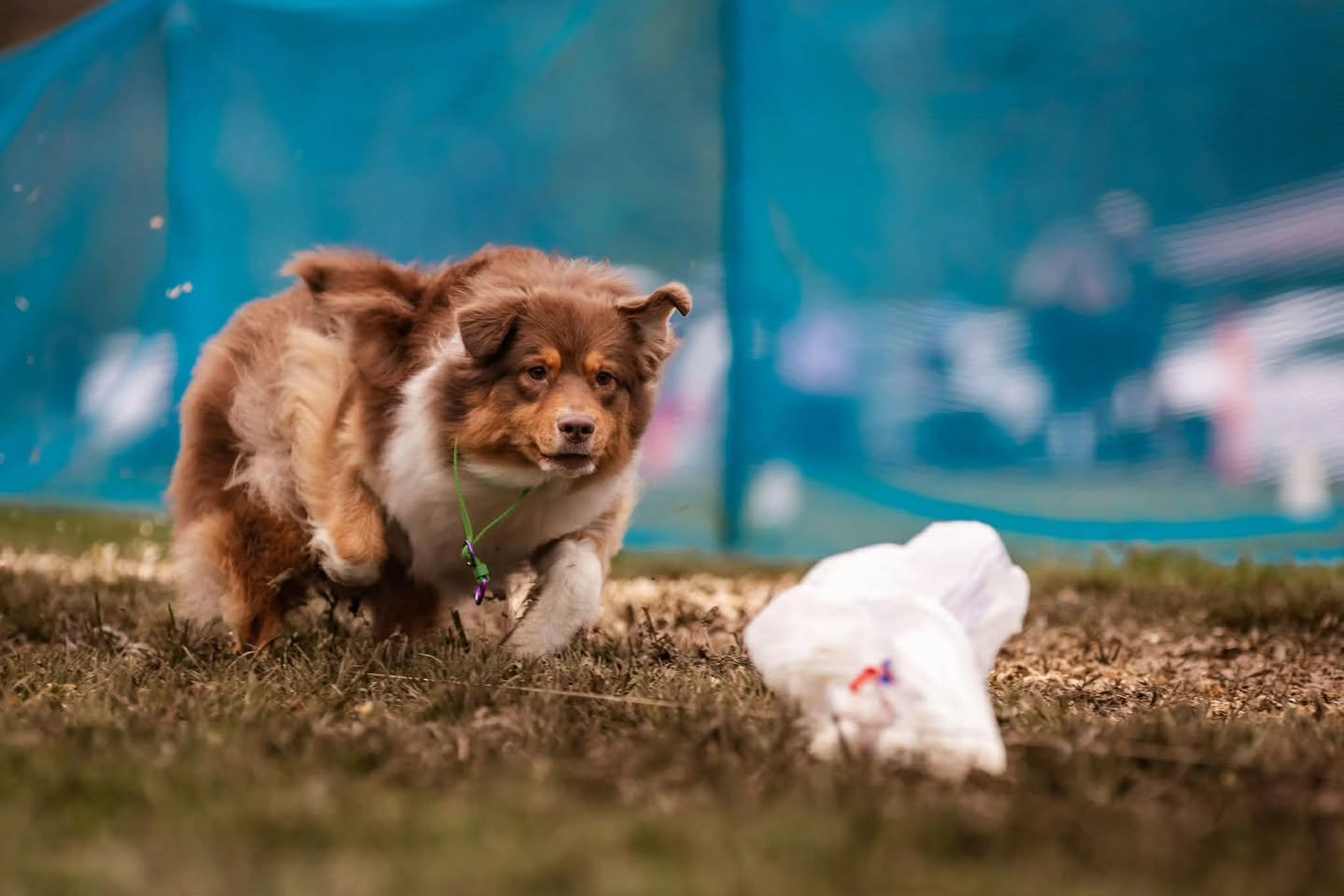 Running towards the weekend like... 🐇💨 

Mystique got to chase trash bunnies! She needs 1 more run for her BCAT title. 🏅🥰 i love her intensity. 💚

Owned with and loved by @theclassicsportdogs