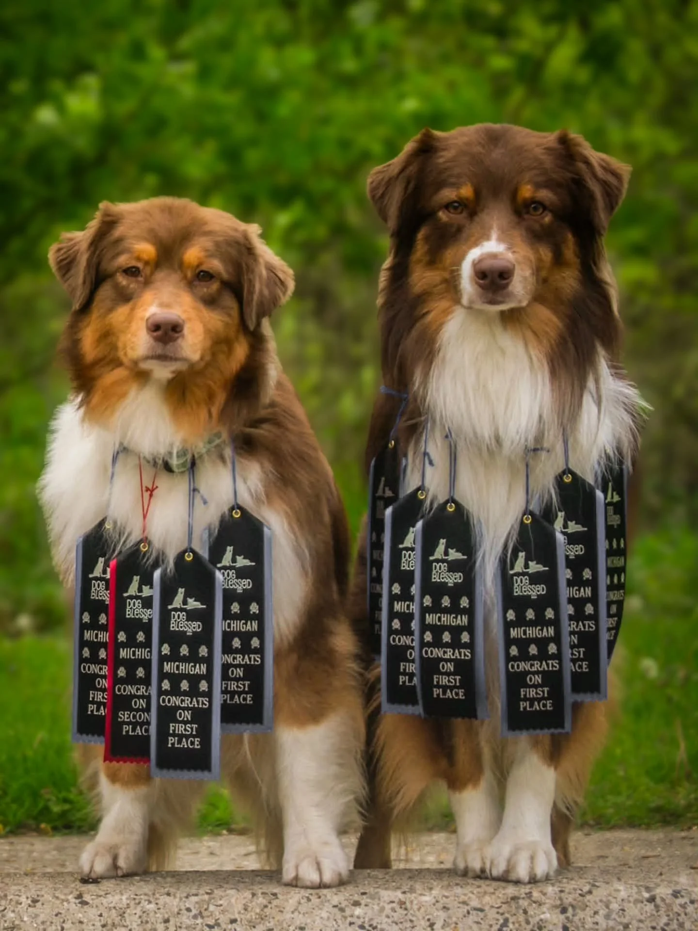 Way to go Abigail, Myst and Tazo! 

Mystique (CH Boom x Journey 2022) and Tazo (CH Flamb&eacute; x Halo 2023) played CPE Agility this weekend! 

Myst did 6 runs total and got 4/6 Q&rsquo;s. Myst also got her Lvl 3 Regular Title! 
Tazo did 8 runs tota