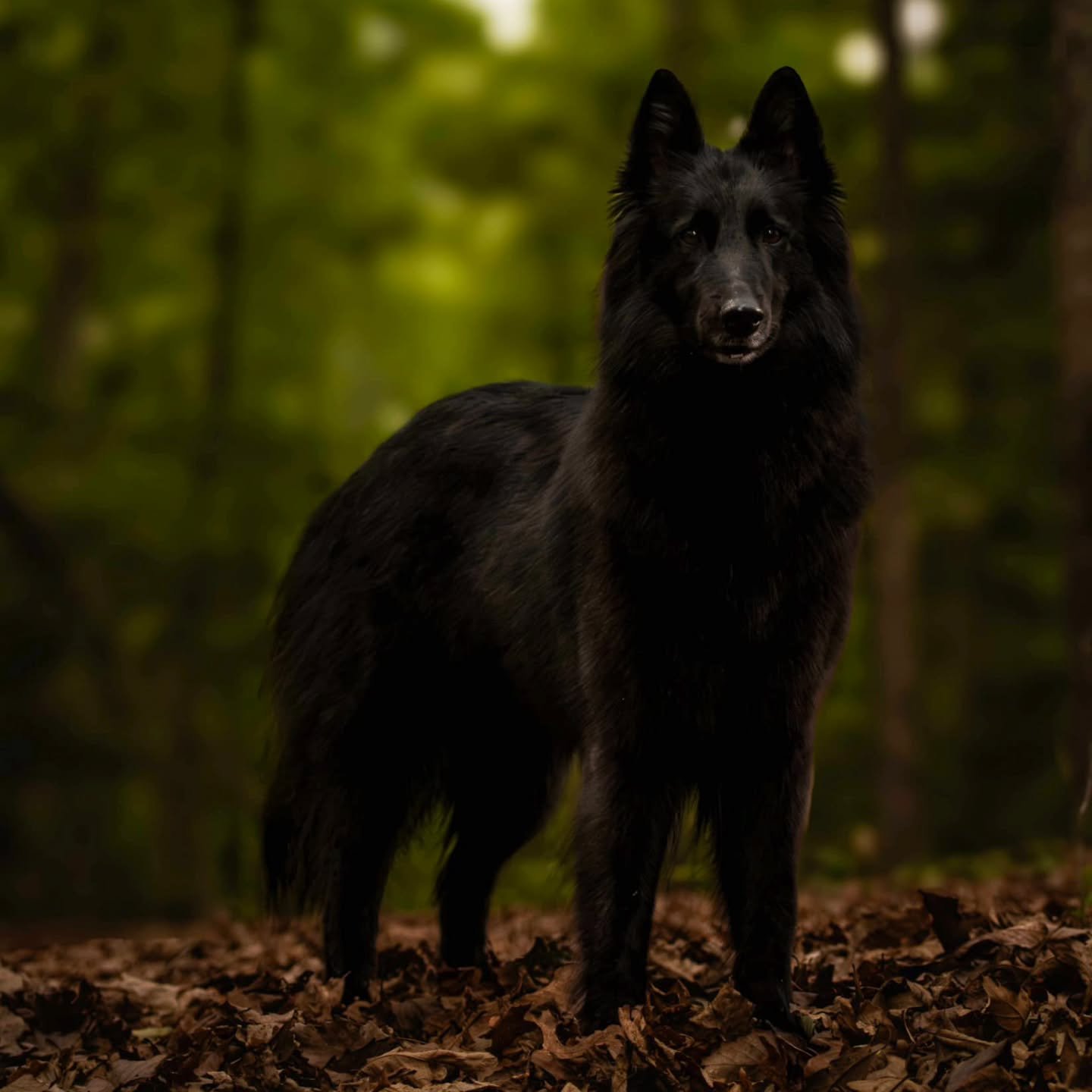 My little black dog. 💚 

Let me tell you, trying to do a 'moody' feel with a black dog isn't the easiest. 😂

Image, CH La Niege Prairiewind Burst Mode 
CH Kodak x GCHS Soleil 

#belgiansheepdog #blackdogsofinstagram #groenendael #pointyears #blackd