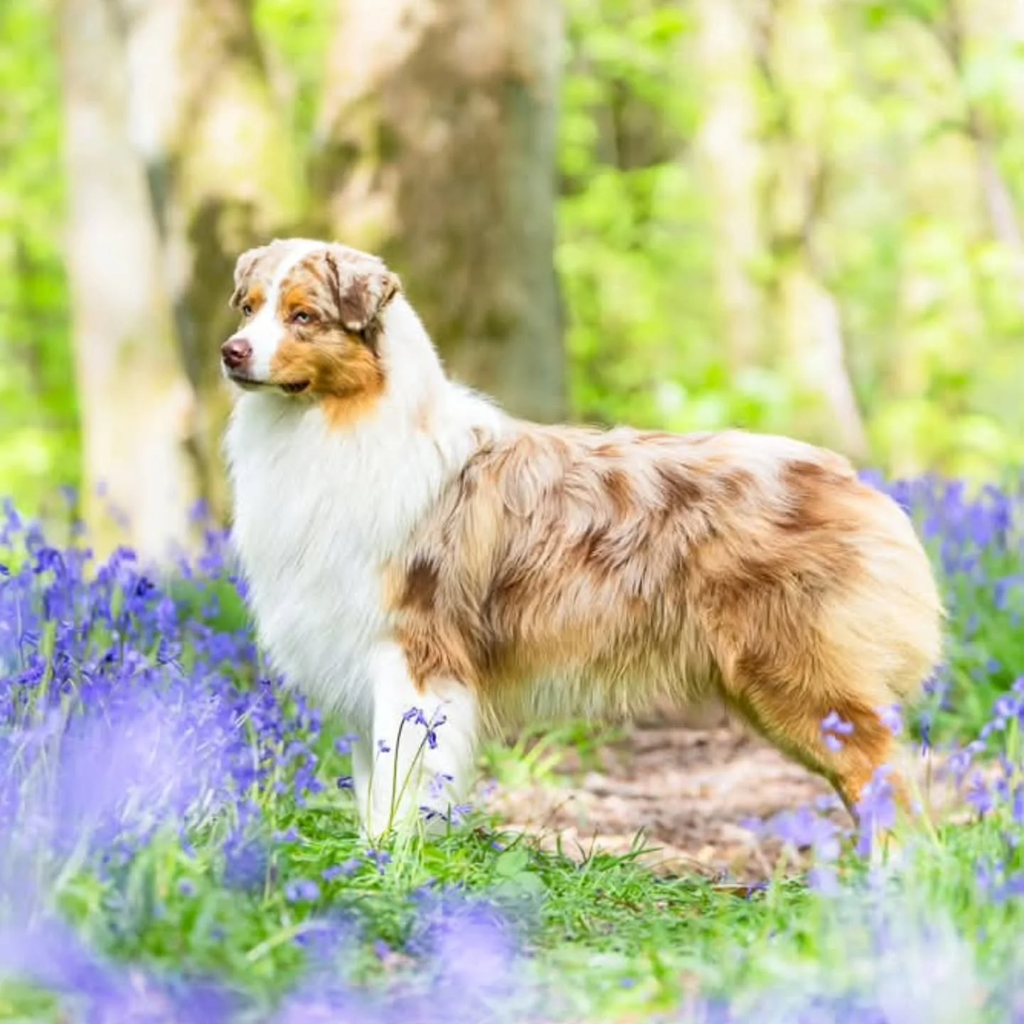 Late post. 😅

Amalia and Saffron played show dog for the first time together last weekend - Saffron won his class and qualified for Crufts! Crufts is the biggest show in Europe and I am excited to watch these two show together at such a prestigious 