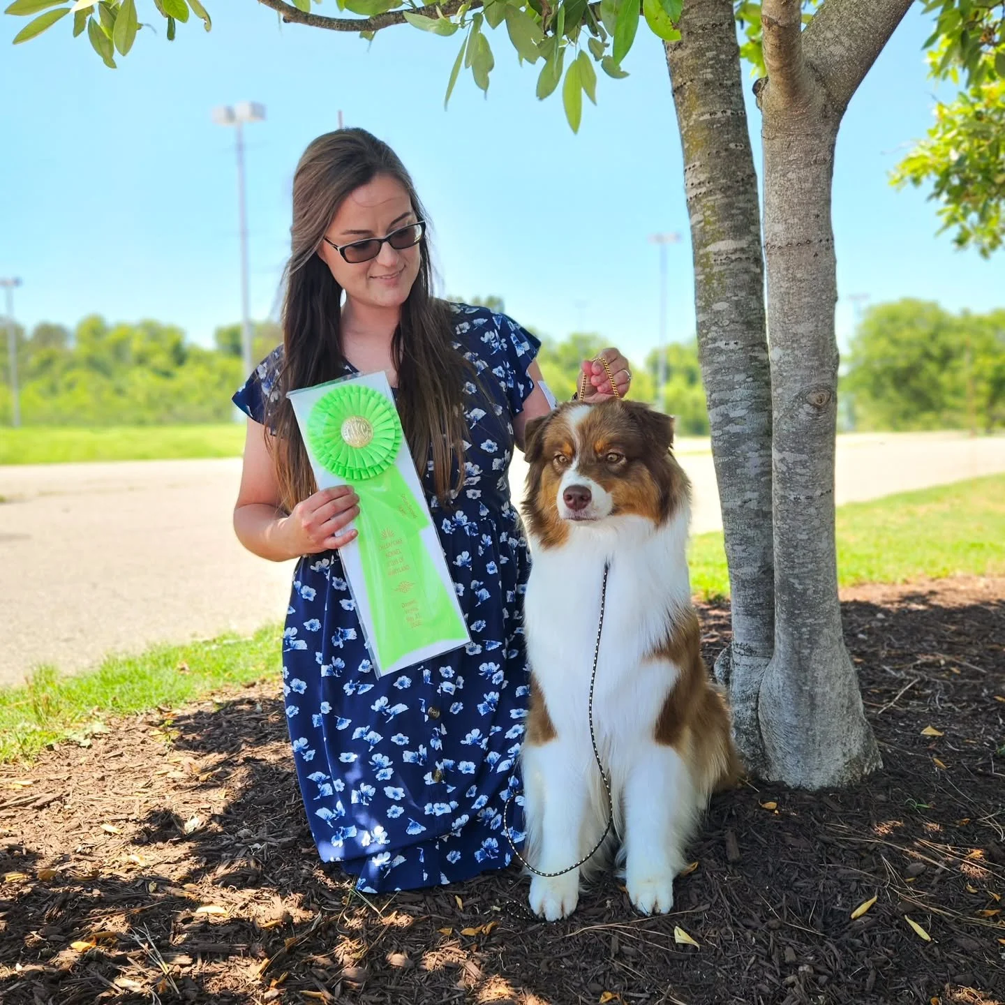 So proud of my babydog! Today at Doswell, Quest went WB/BOS/BOBOH under Dr. Carol White-Moser out of the Bred By class for her first two points! She then went OHG2 under Mr. Nathaniel Horn. Thank you both for finding my girl in a beautiful line up. C