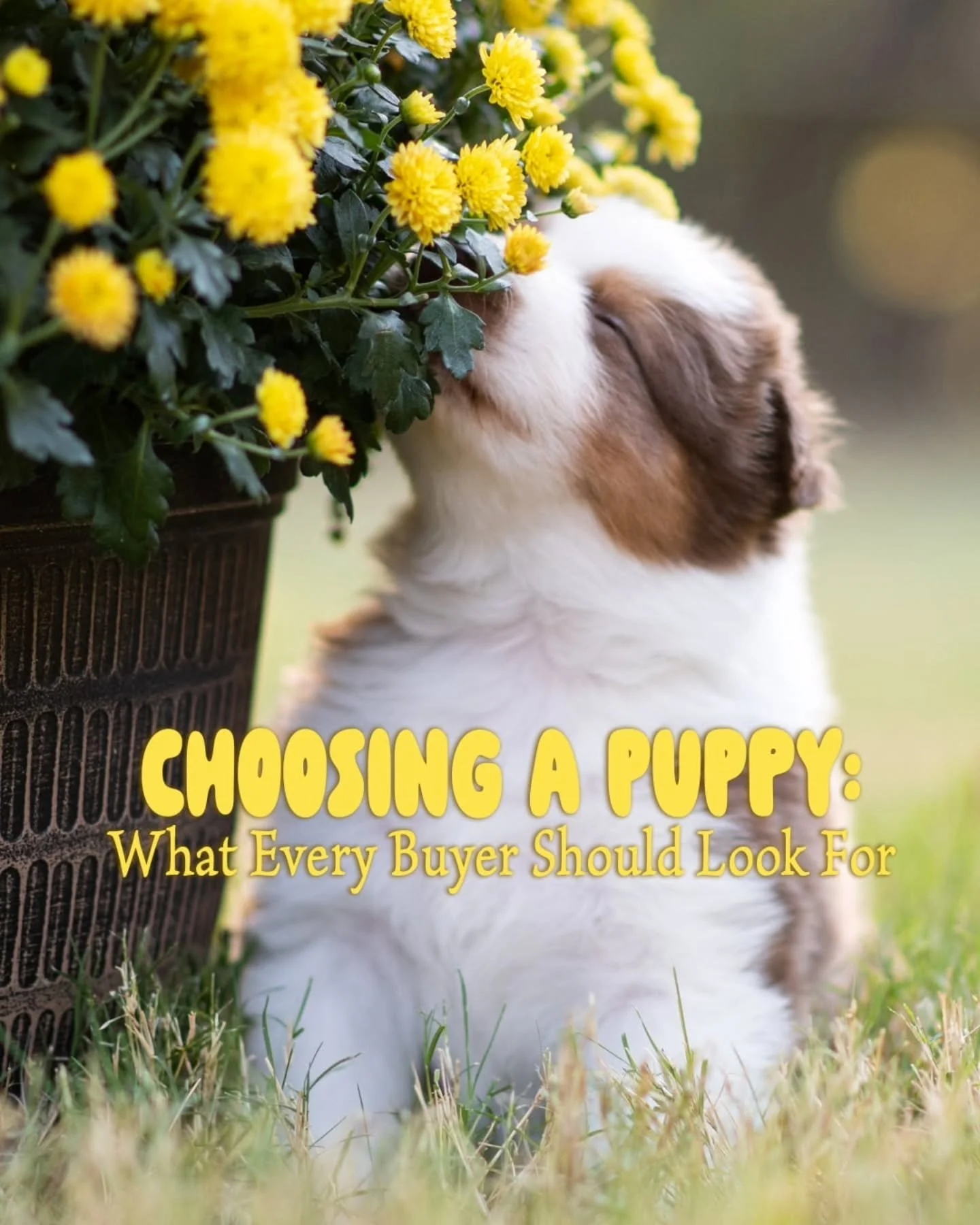 This post is long overdue.

Lately, I&rsquo;ve noticed a growing trend of AI being used in ways that I believe are harmful to responsible breeding. While AI can be a useful tool, it should never be used to alter a dog's structure, color, expression, 