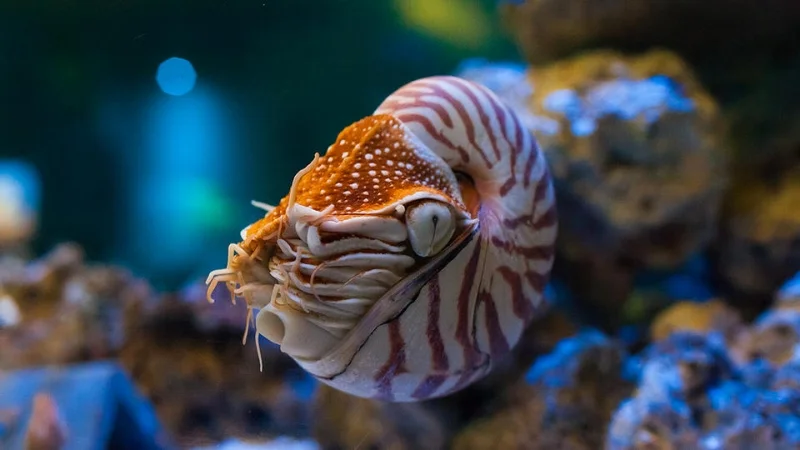 nautilus.jpg