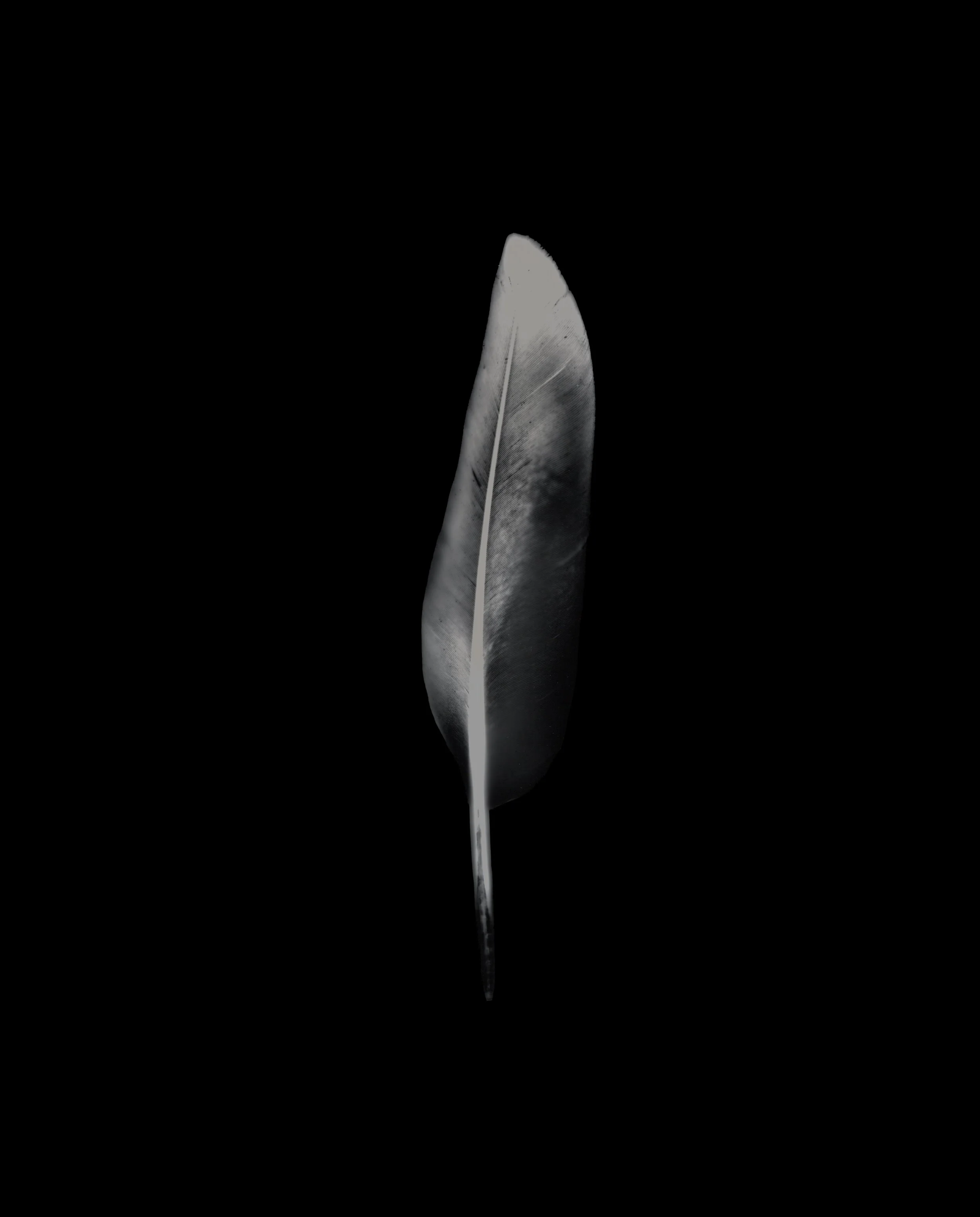 Feather_17.jpg
