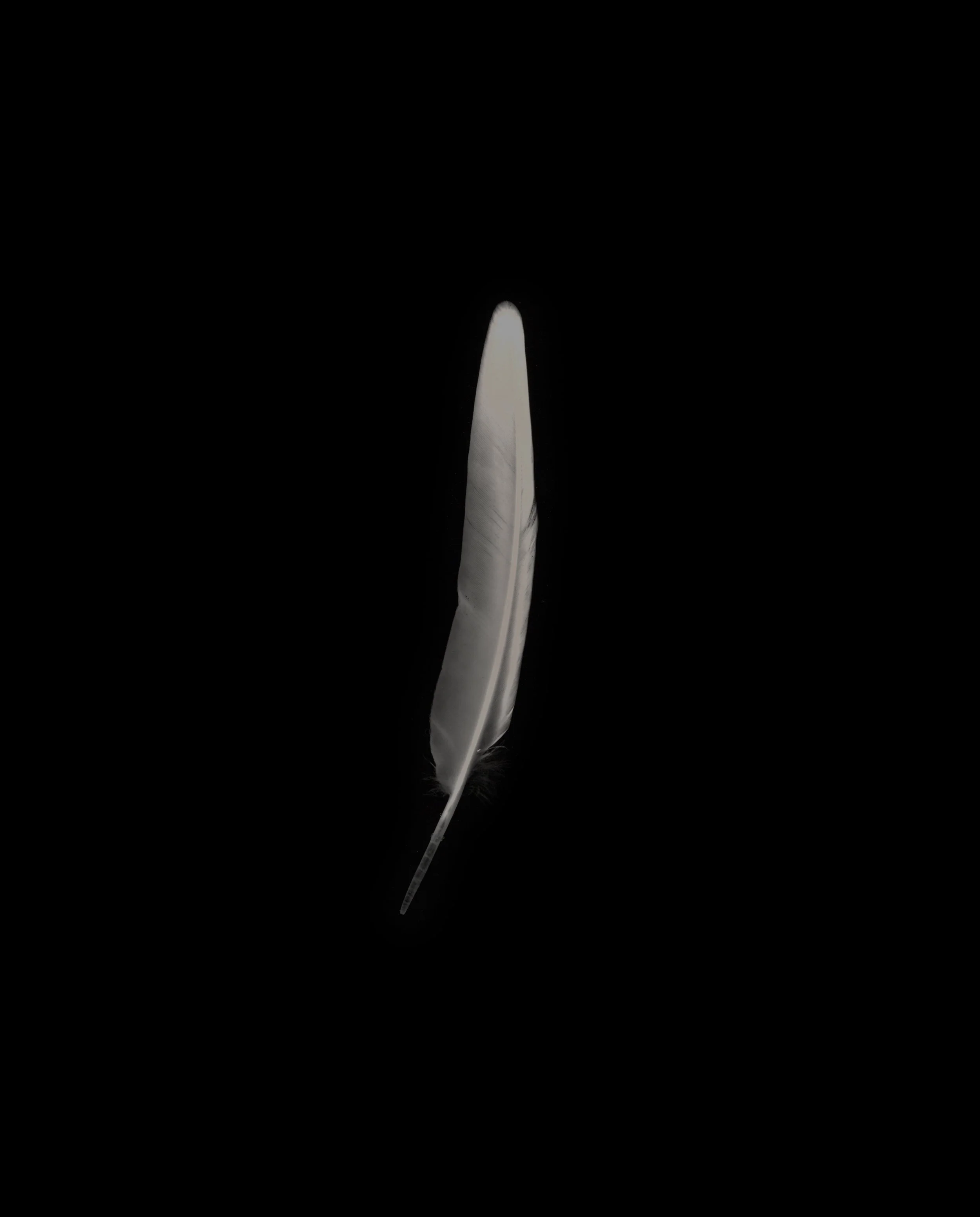 Feather_18.jpg