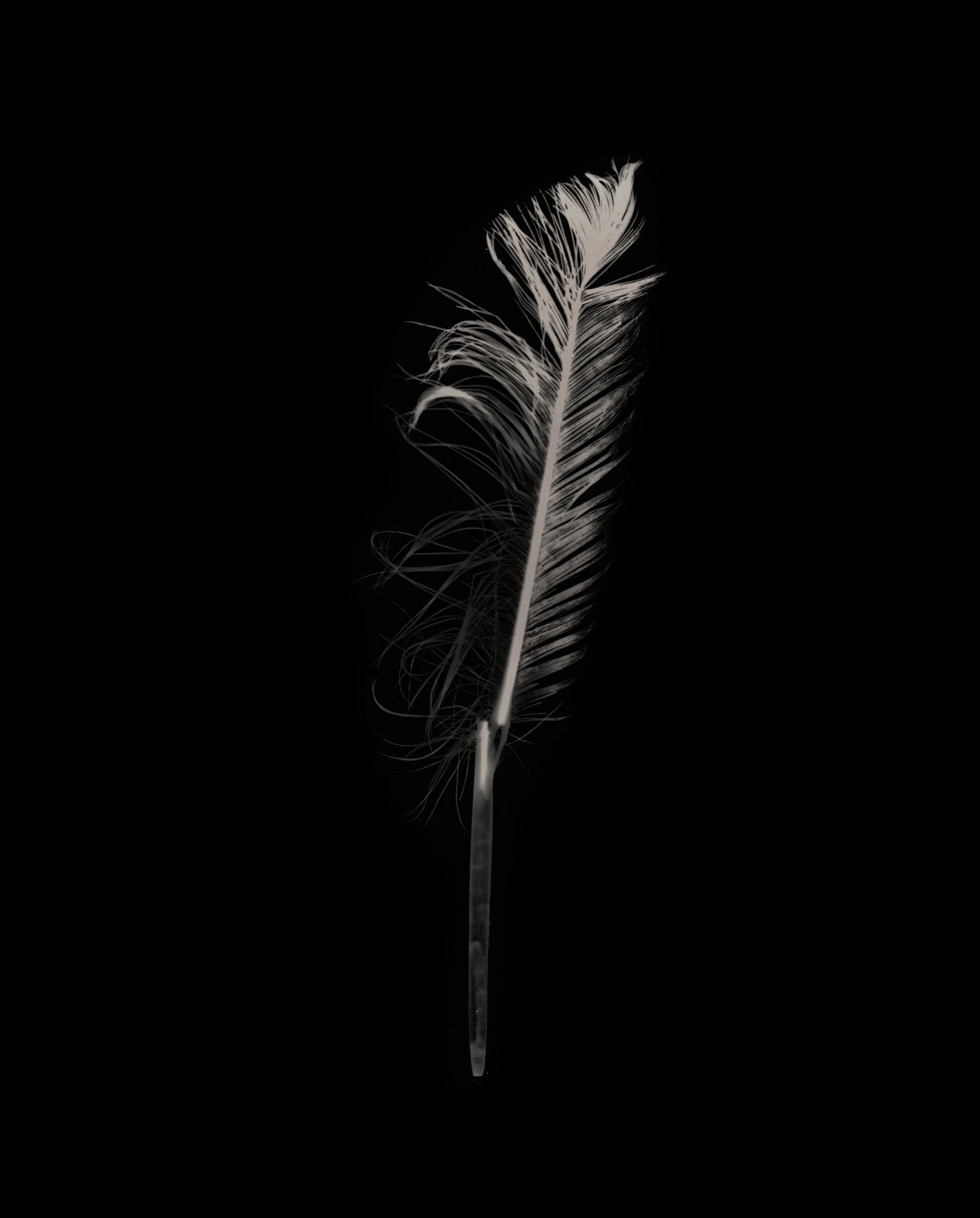 Feather_19.jpg