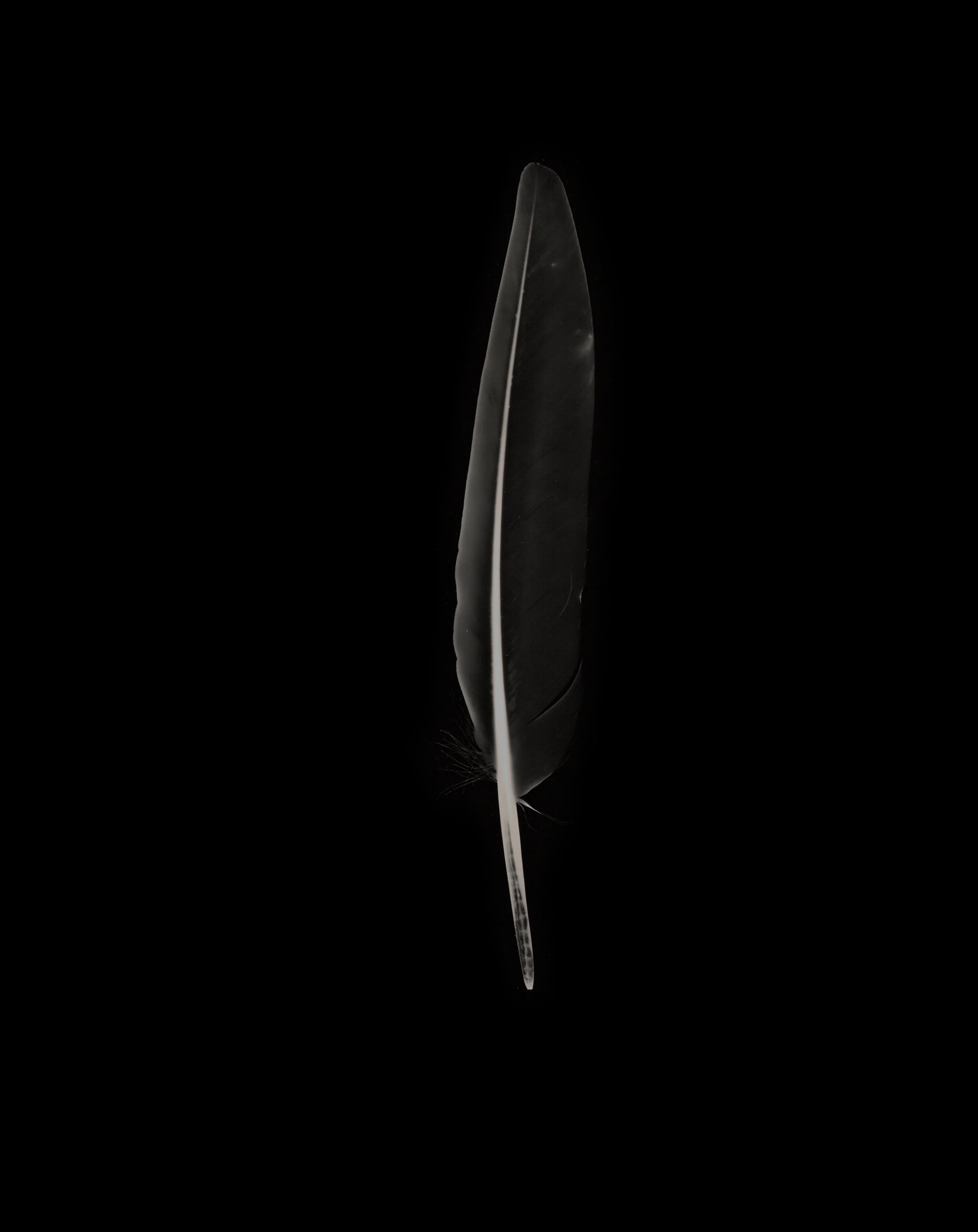 Feather_25.jpg