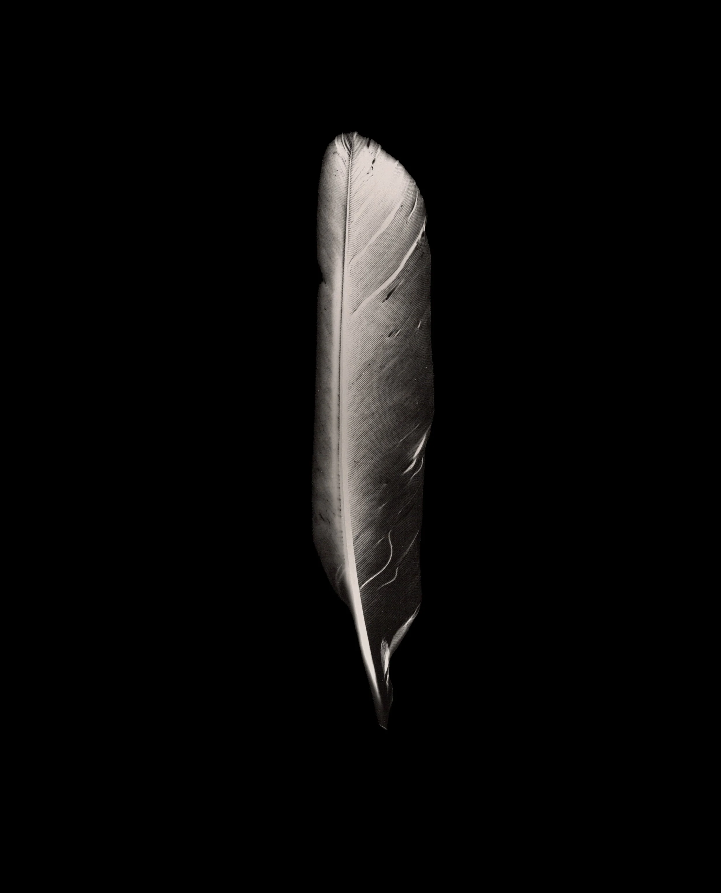 Feather_01.jpg