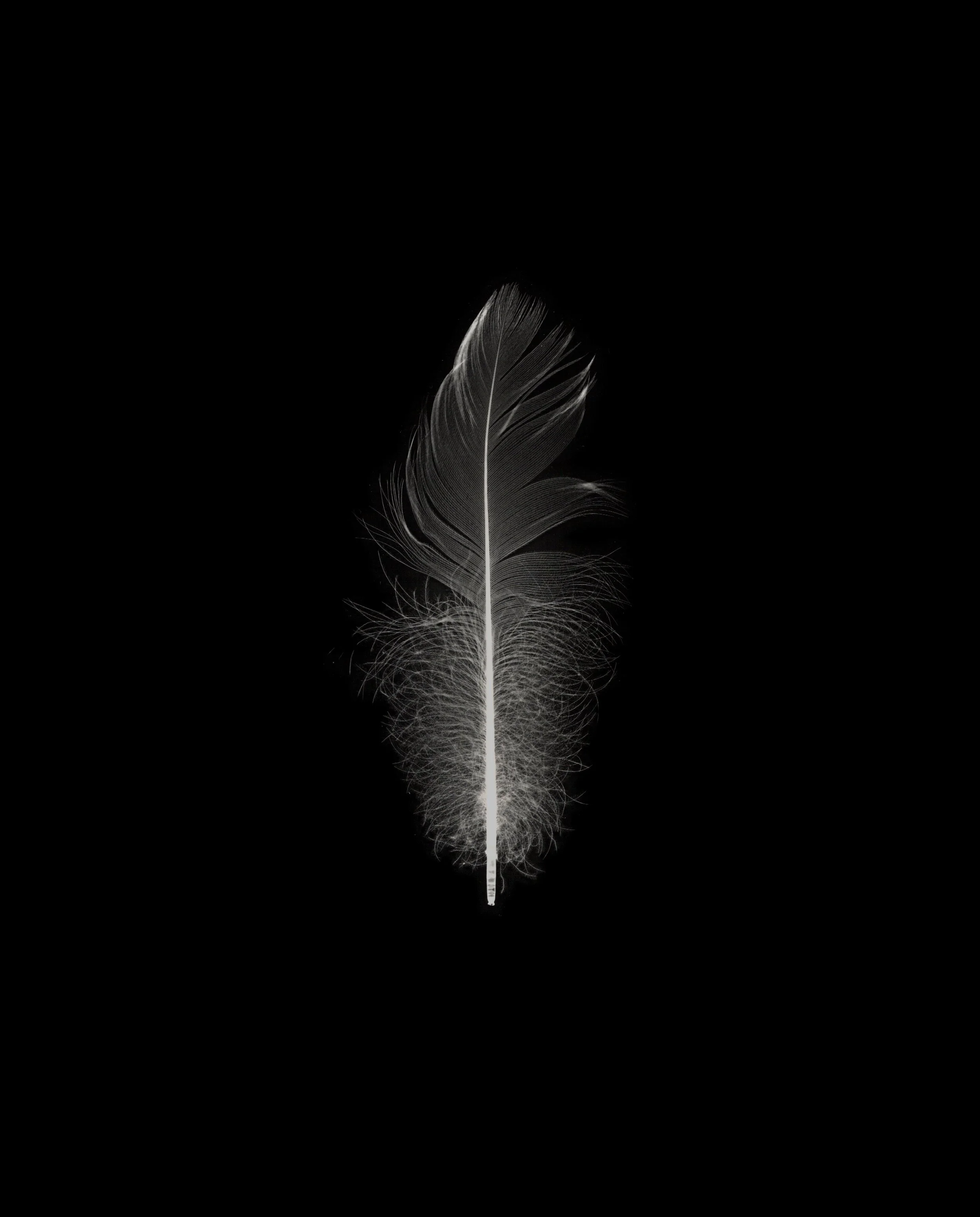 Feather_10.jpg