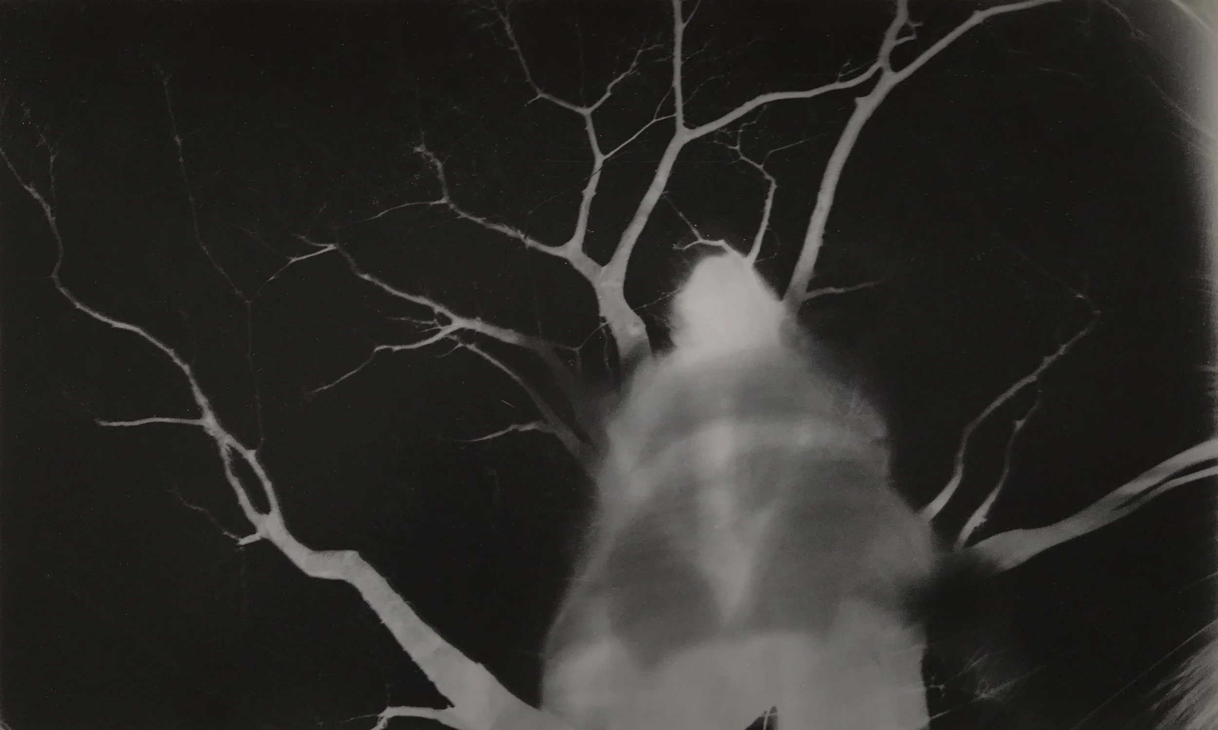  Pinhole Paper Negative 