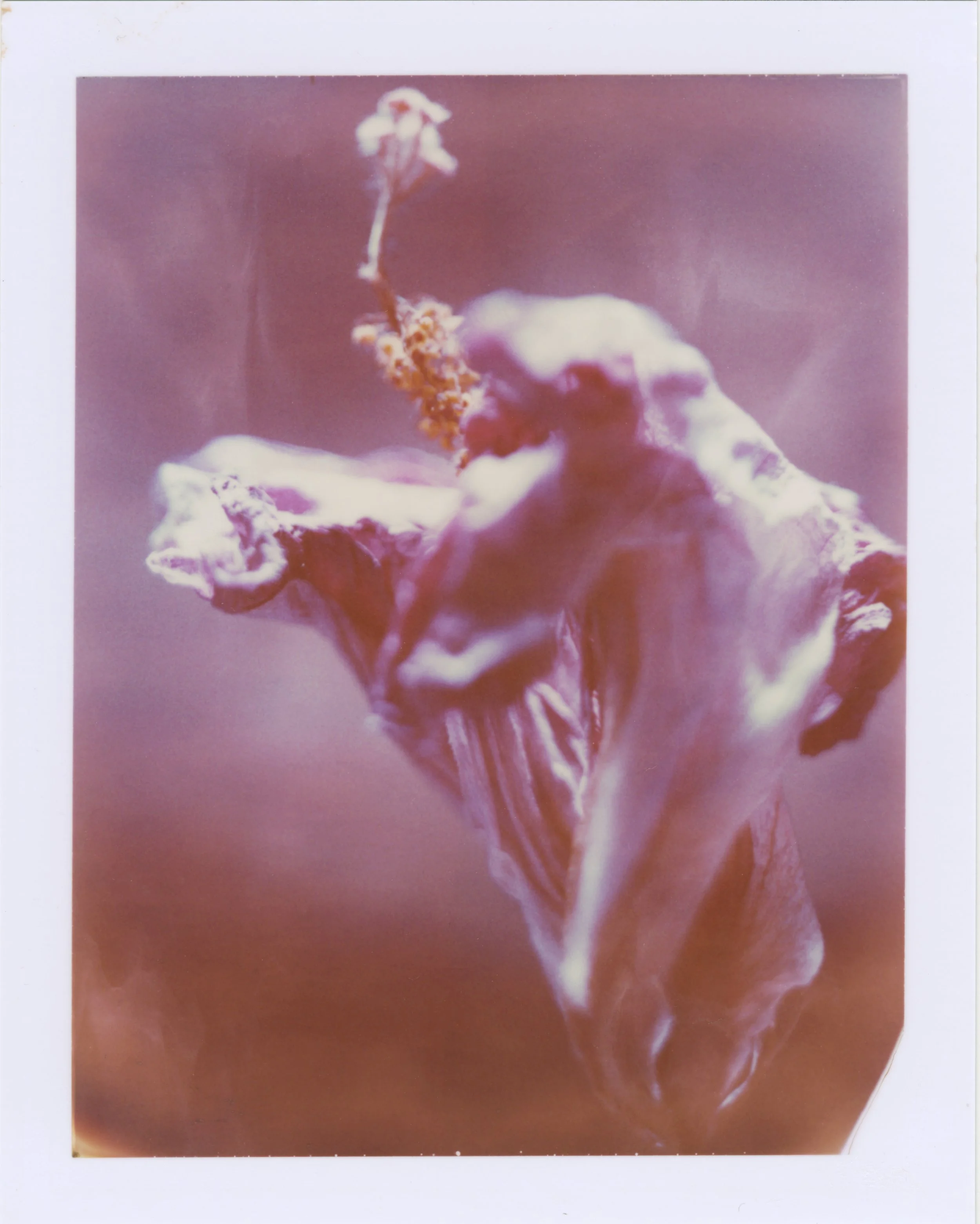  Polaroid 