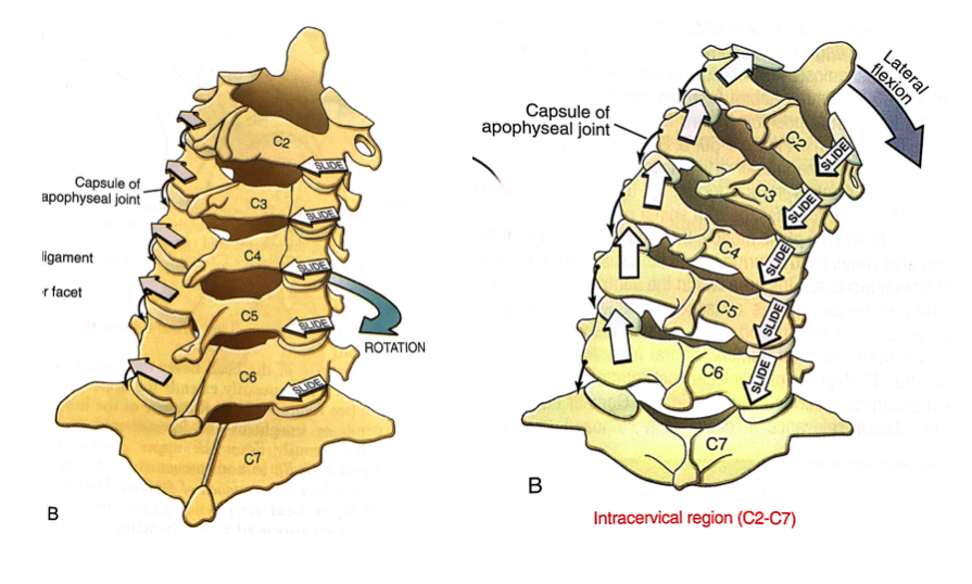 Donald A. Neumann. Kinesiology of the musculoskeletal system.