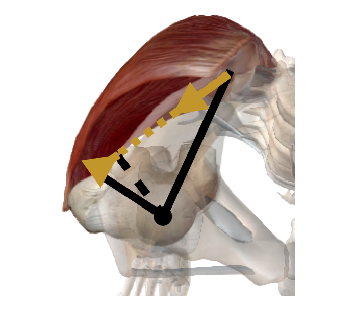 Visible Body. Atlas de anatomía humana.
