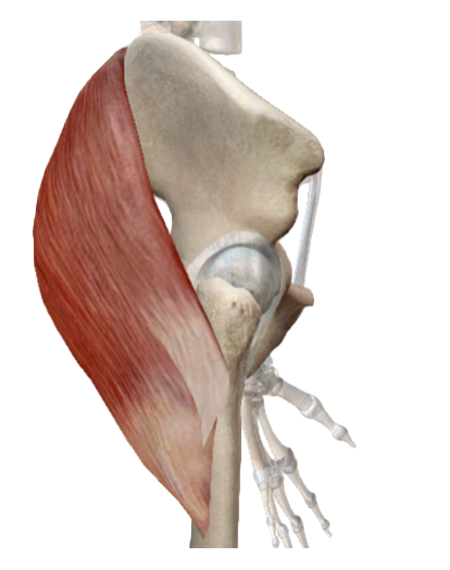 Visible Body. Atlas de anatomía humana.