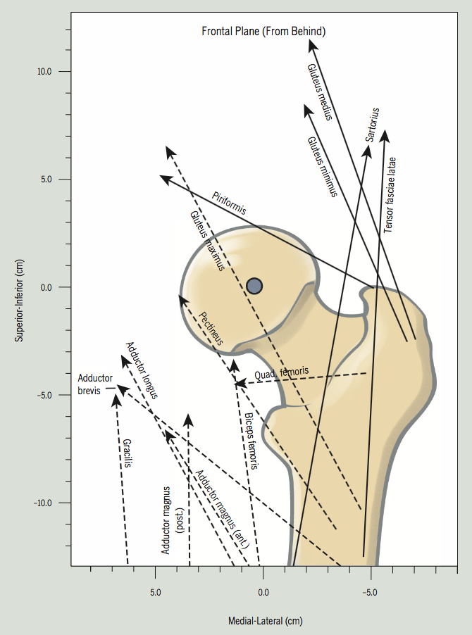 Donald A. Neumann. Kinesiology of the musculoskeletal system.