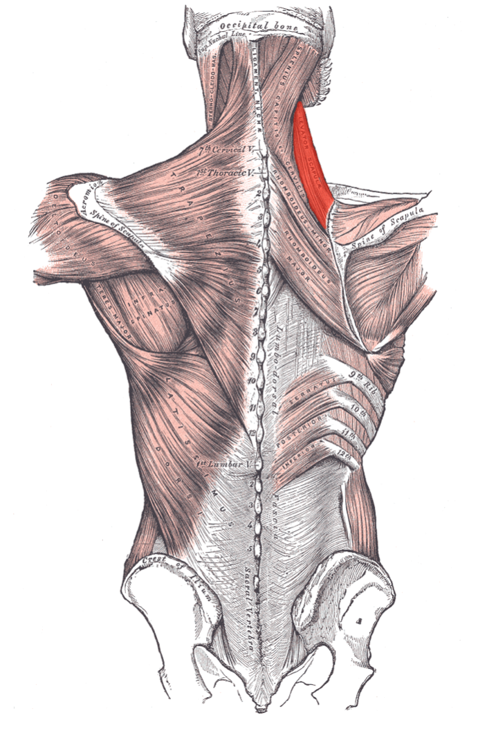 Henry Gray. Anatomy of the Human Body.