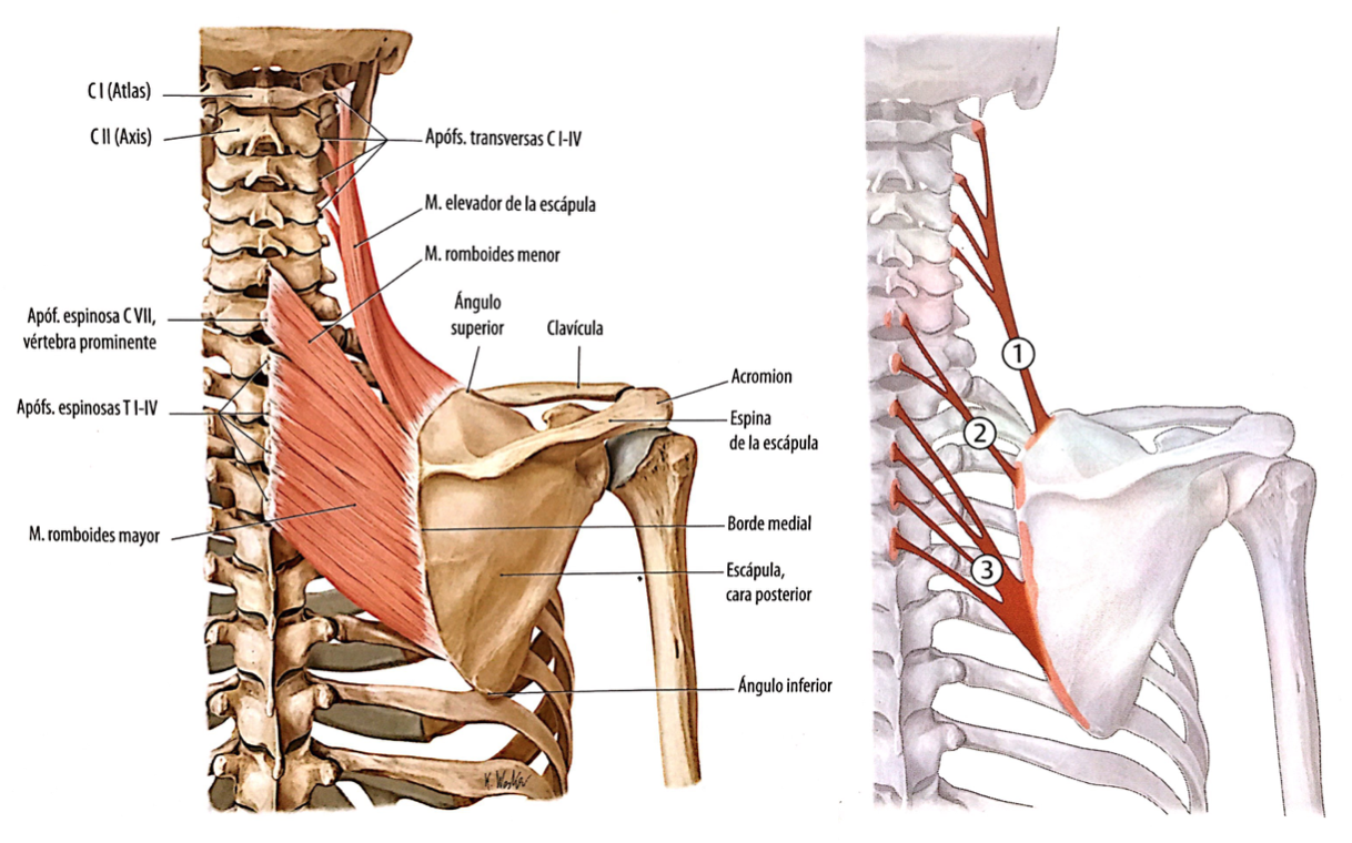 Músculos De La Anatomía De La Escápula