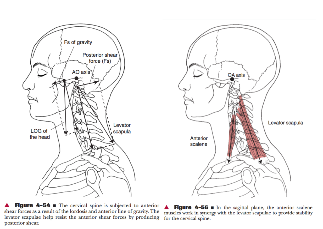 Levangie/Norkin. Joint Structure and Function.