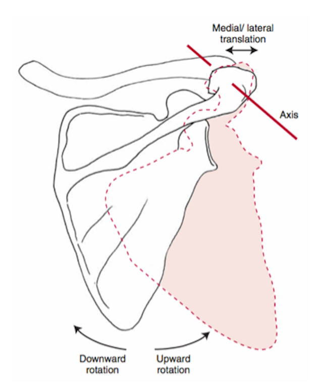 Levangie/Norkin. Joint Structure and Function.