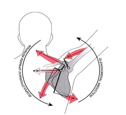 Donald A. Neumann. Kinesiology of the musculoskeletal system.