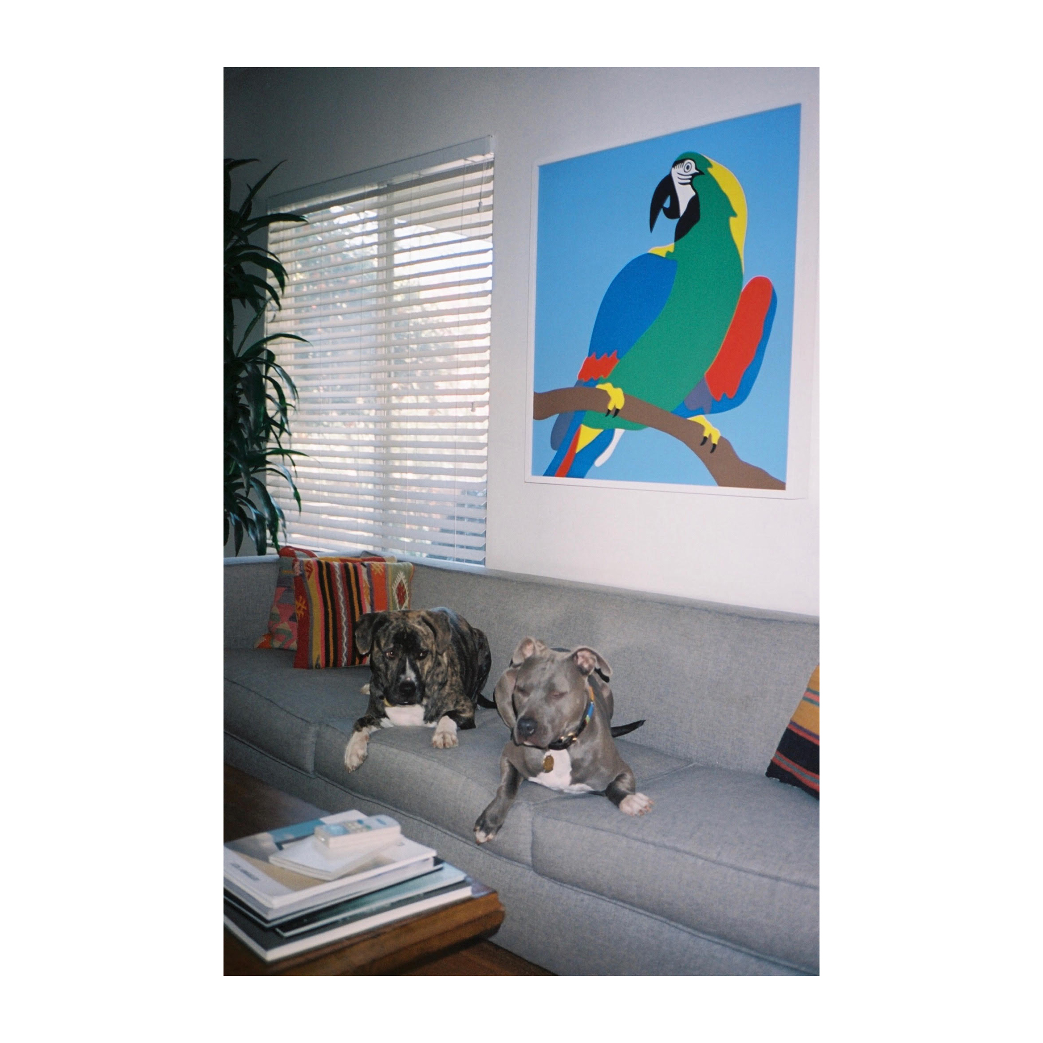 SINGLEY_PAINTING_PARROT_SQUARE.jpg