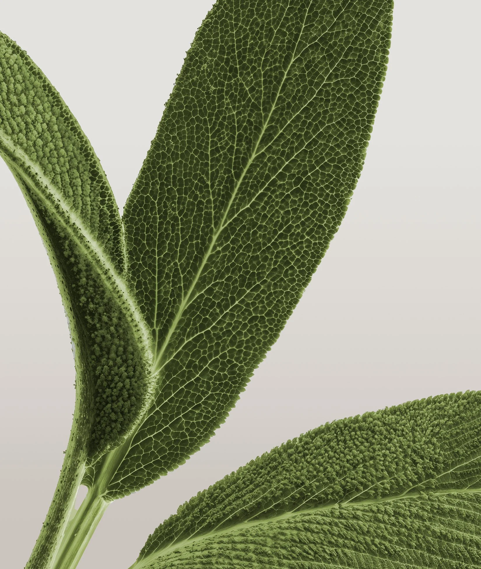 future-society-grassland-opera-ingredients-02-sage.jpg