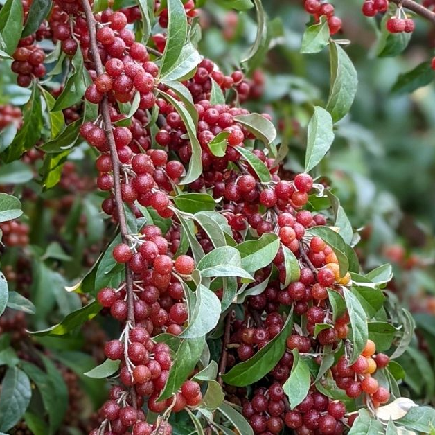 autumn olive berries.png