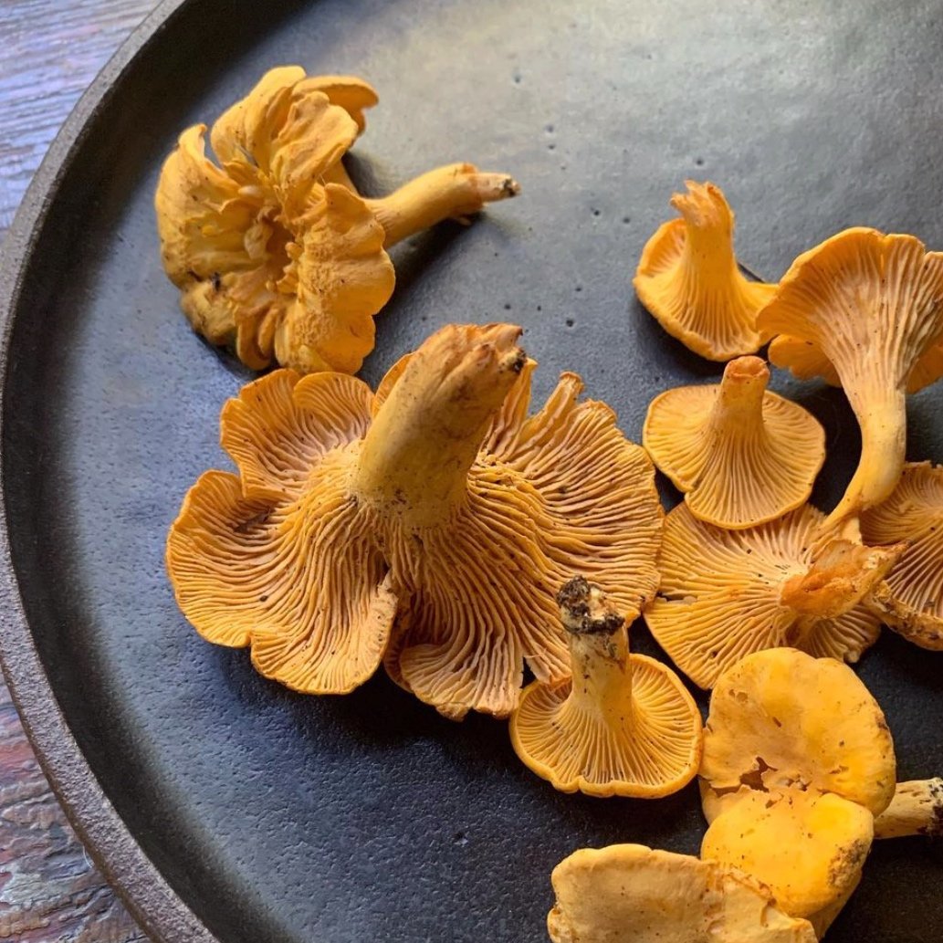 chanterelles.jpg