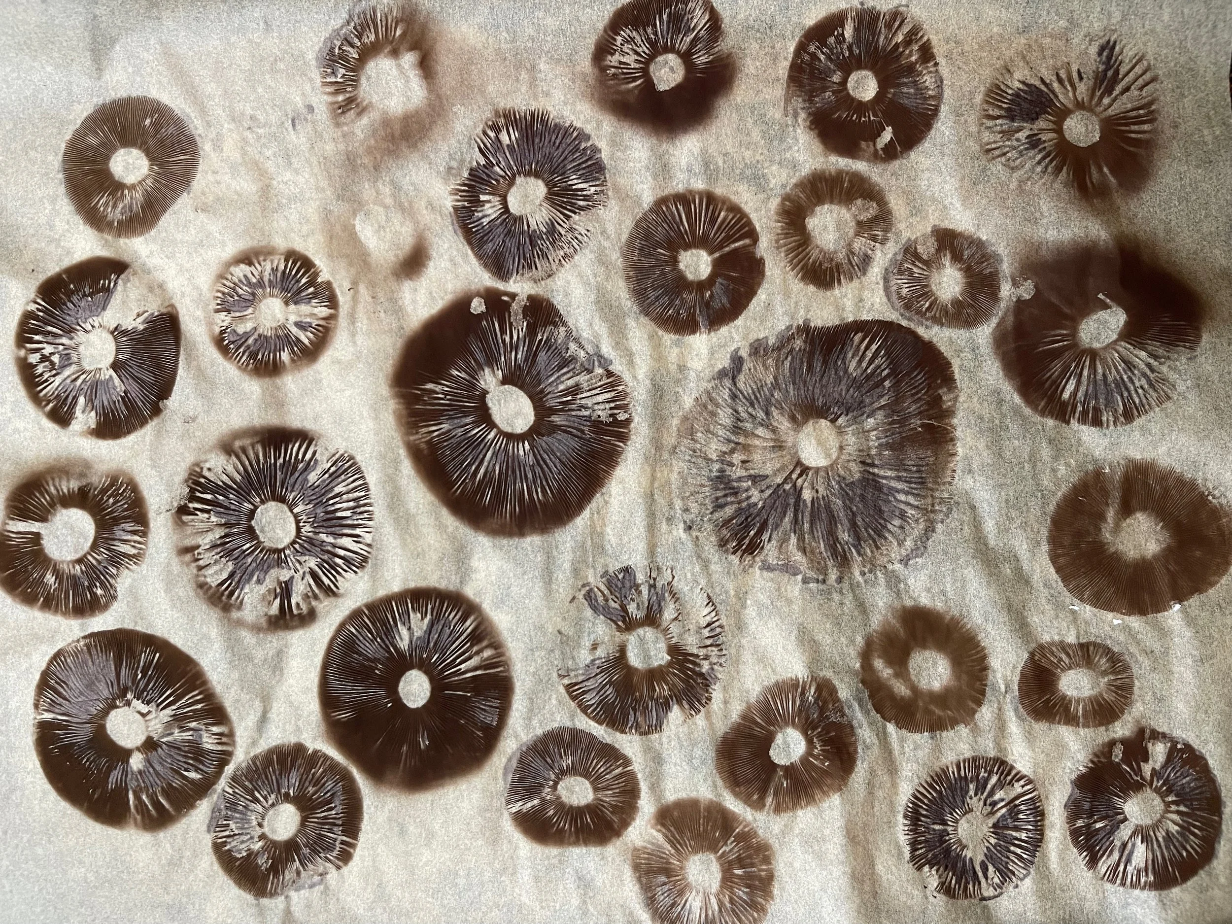 spore print.jpeg