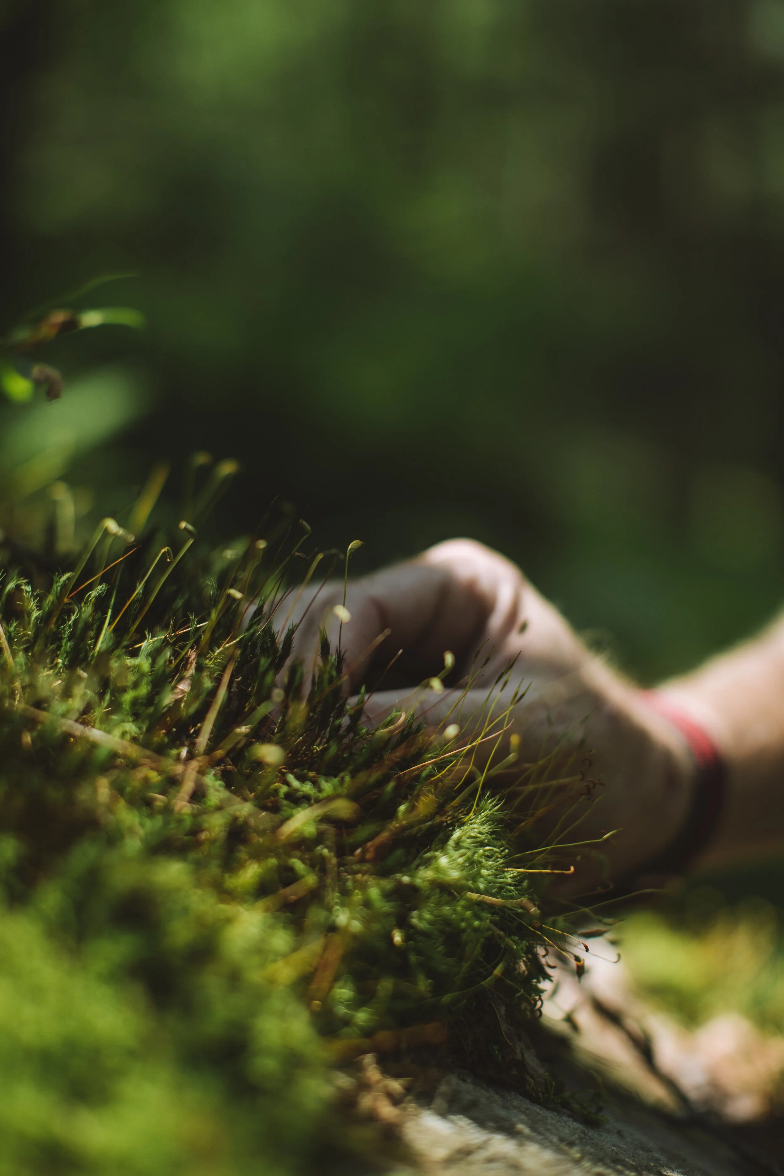 OI_Ferns_Moss-36.jpg