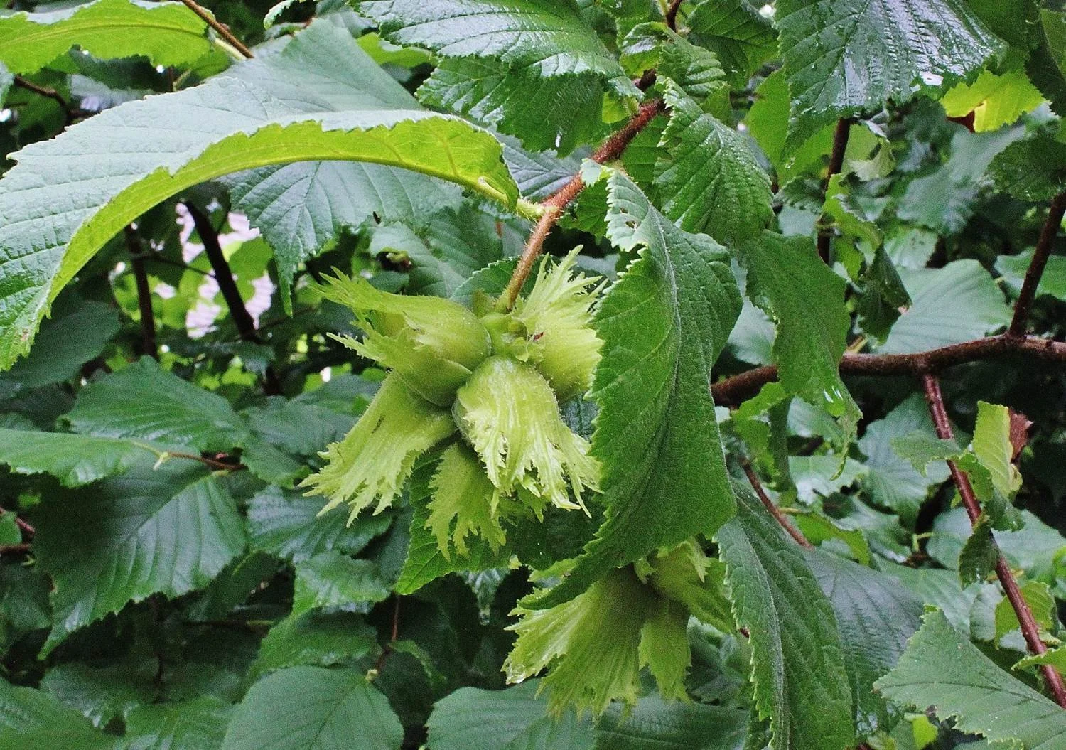 American-hazel-nut-cluster.jpg