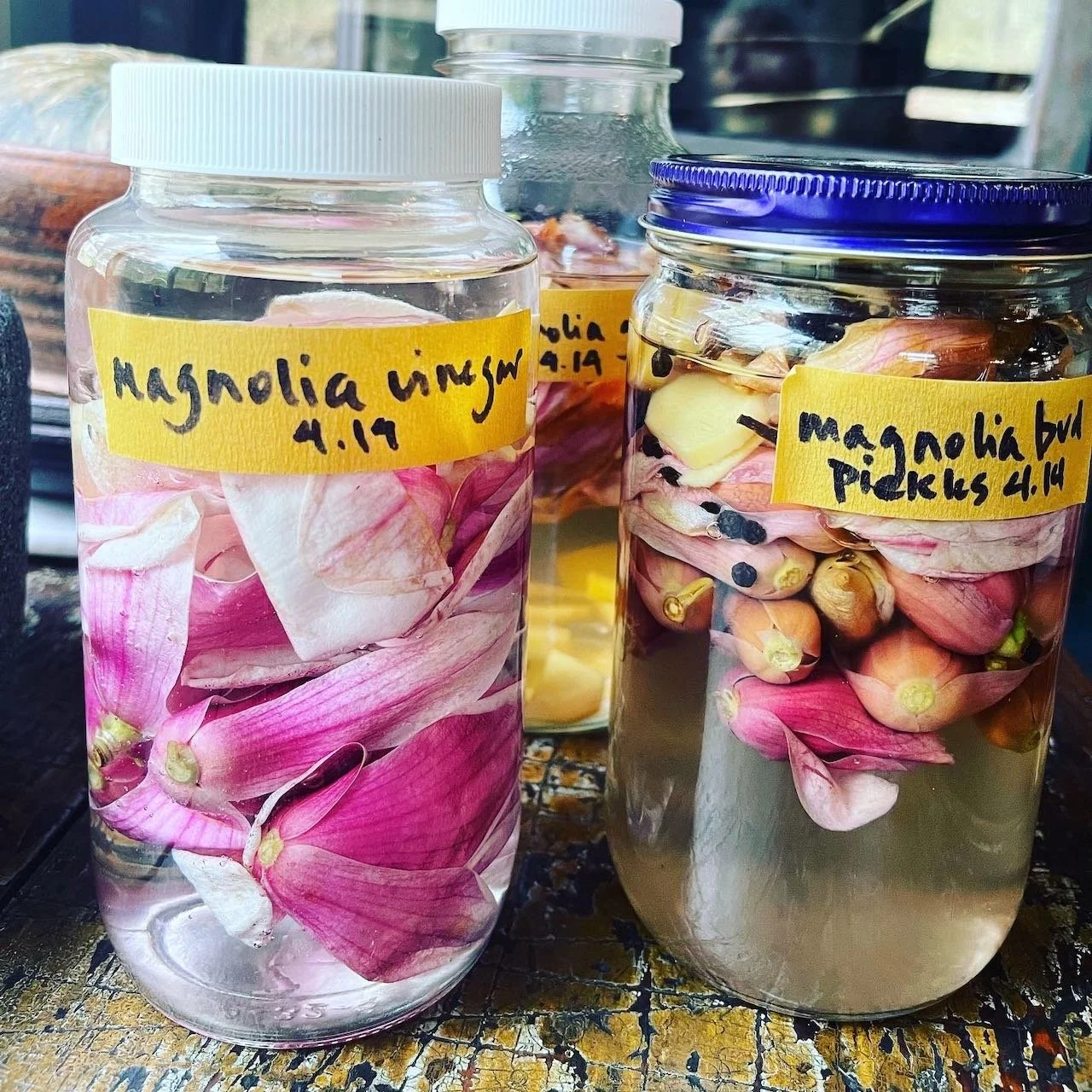 magnolia_preserved.jpeg