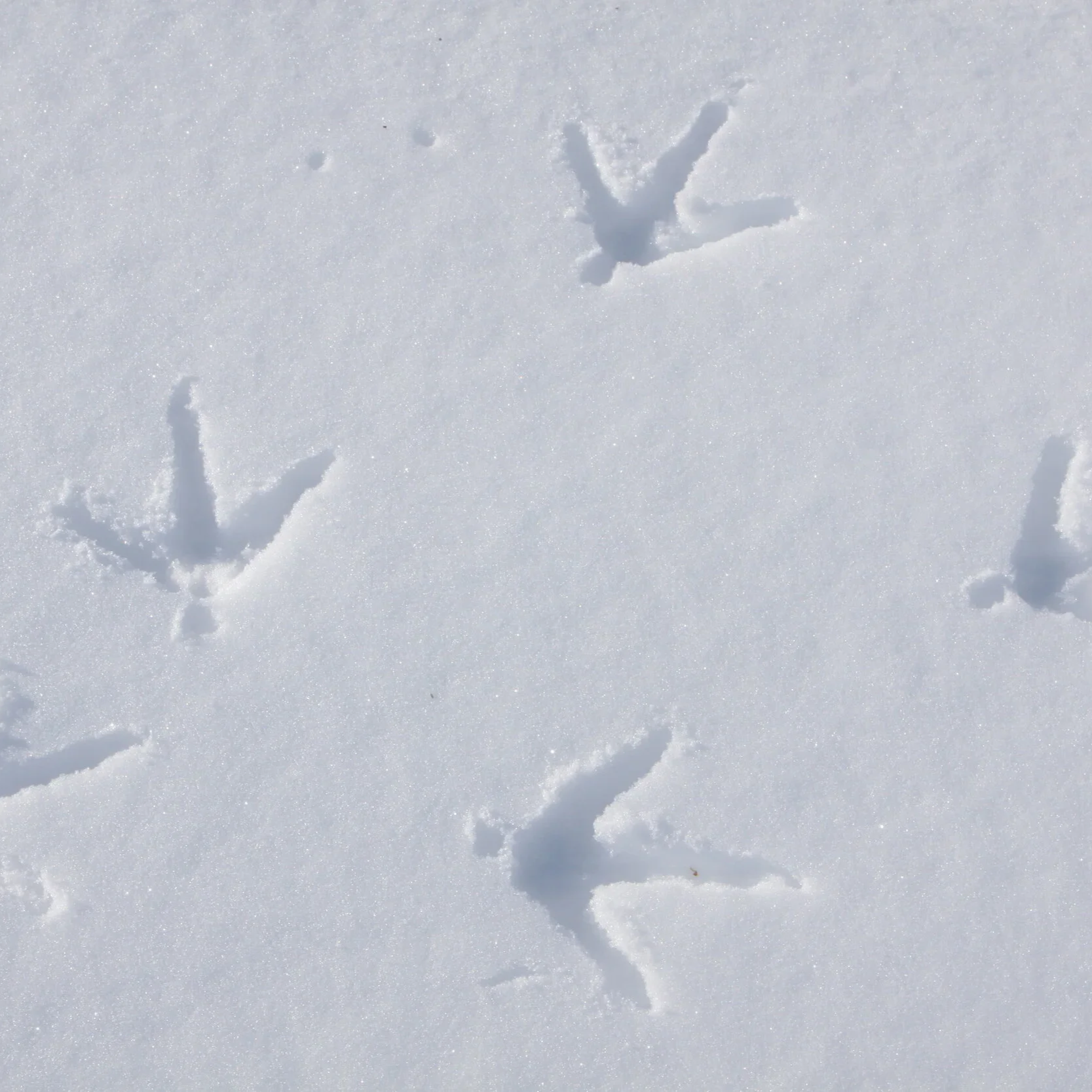 MT433%2C%2BTurkey%2Btracks%2Bin%2Bsnow%2C%2Bcopyright%2BMark%2BKayser.JPG.png