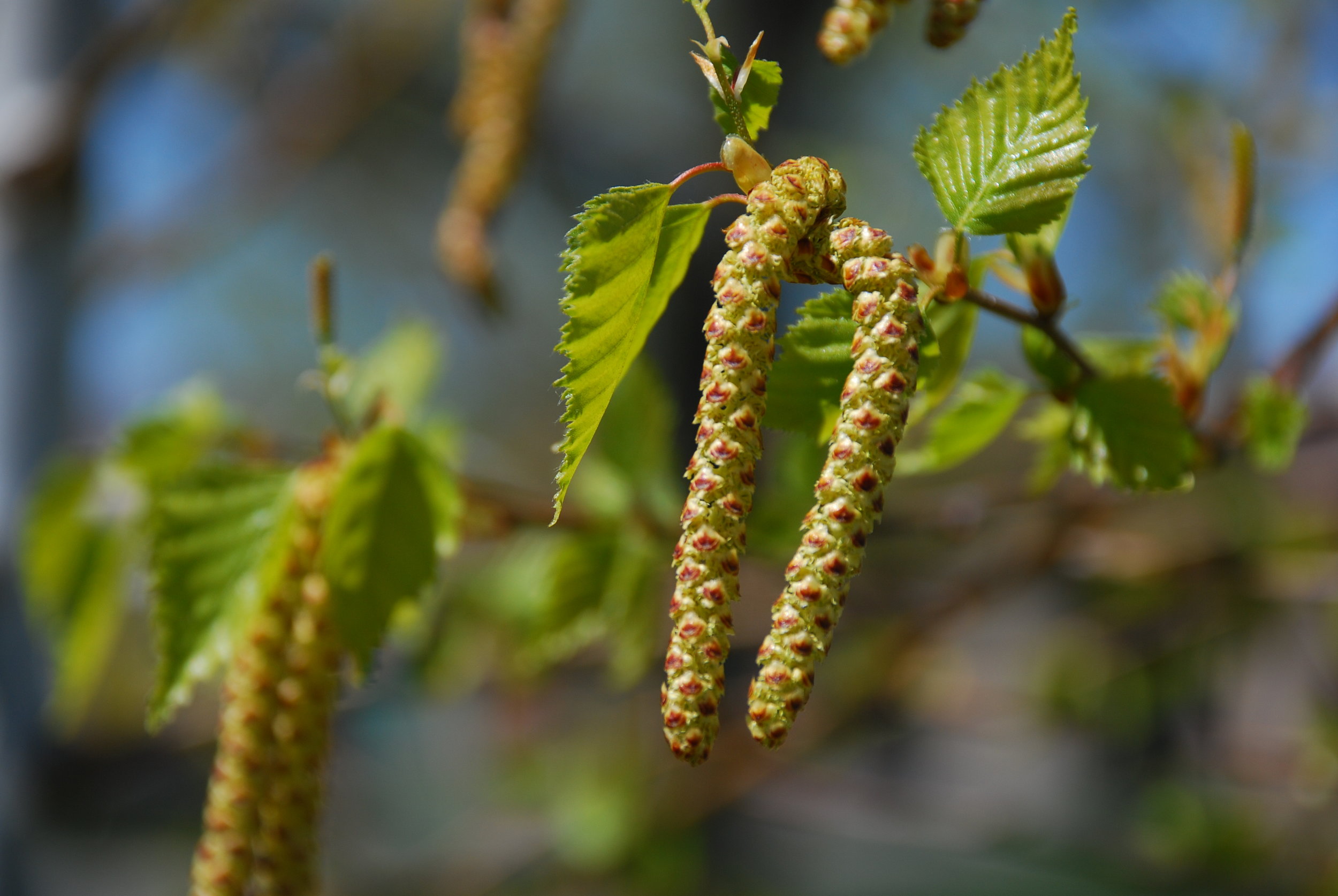 birch catkins