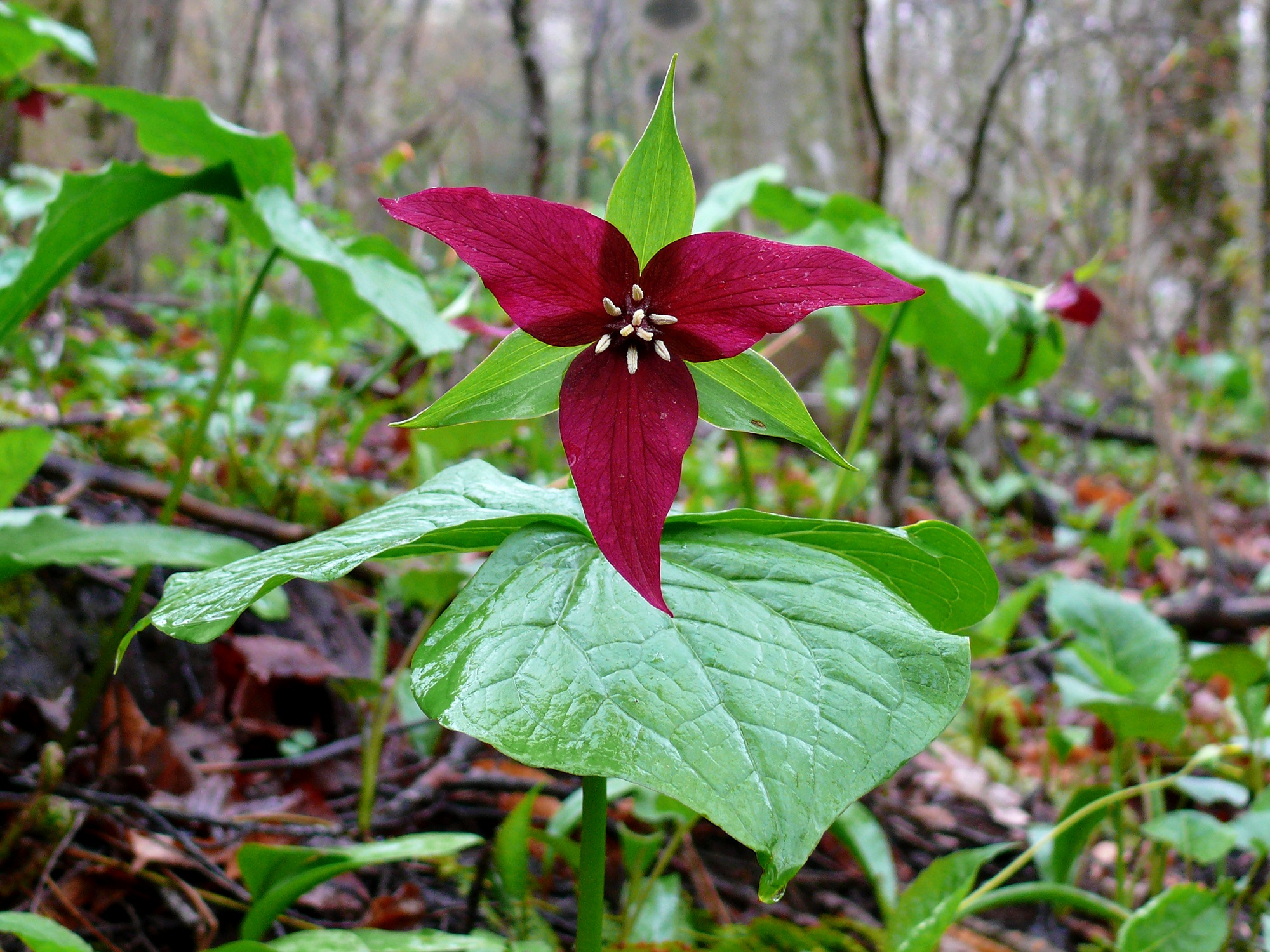 red trillium