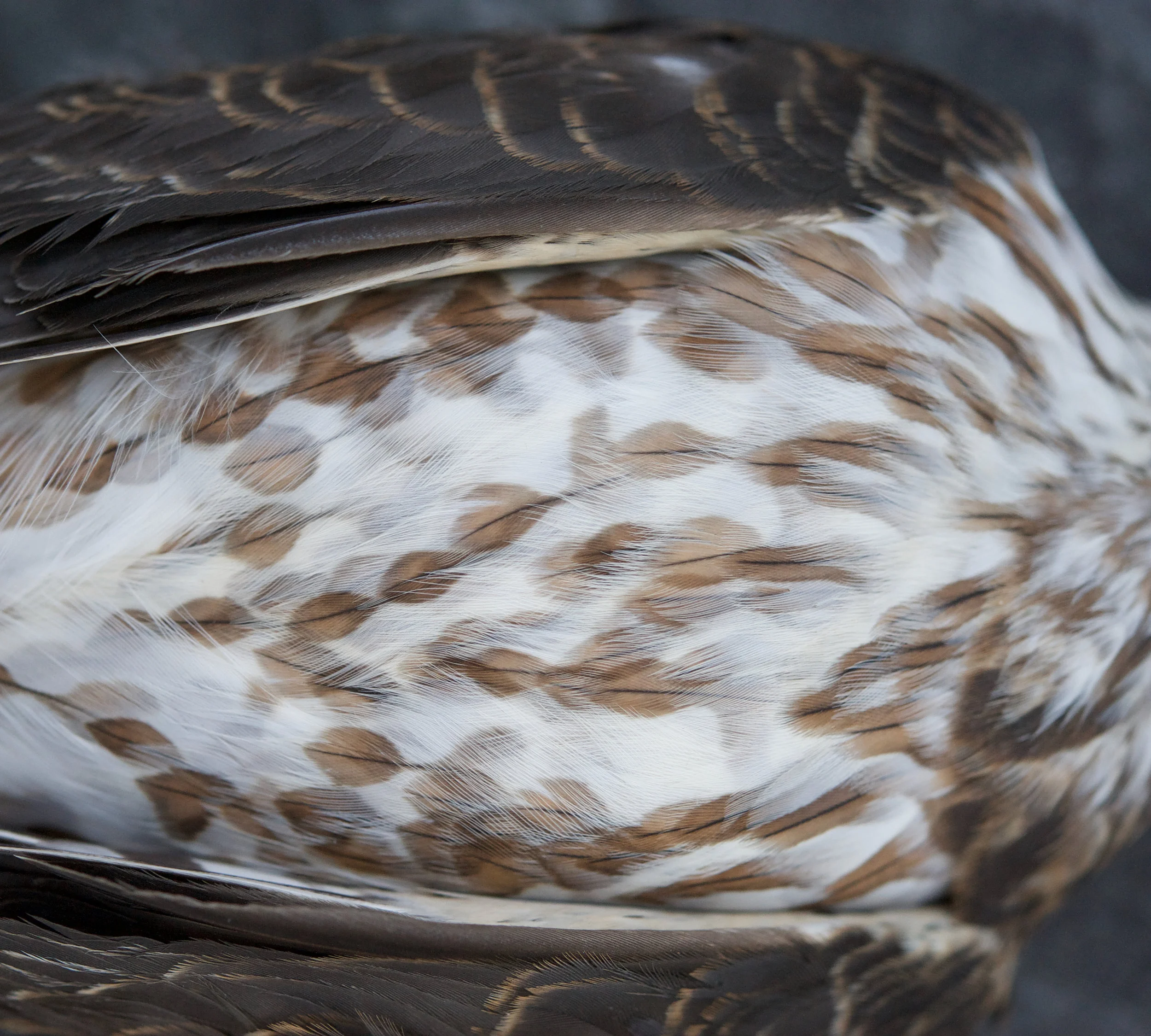 feathered friend (photo: george billard)
