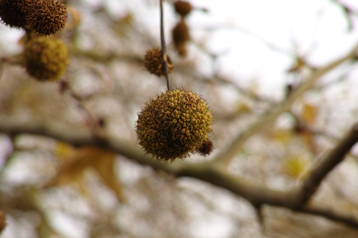 odd pods