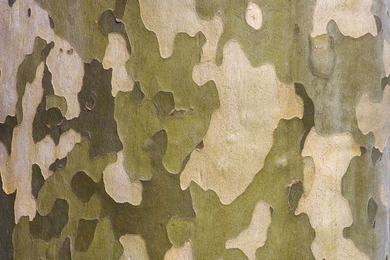 distinctive bark