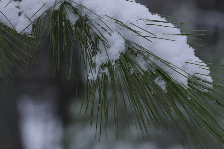 Eastern white pine needles are typically 3-5” long and come in bundles of five