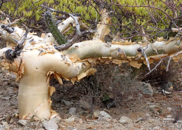 The peeling bark of the torote is reminiscent of our own river birch.