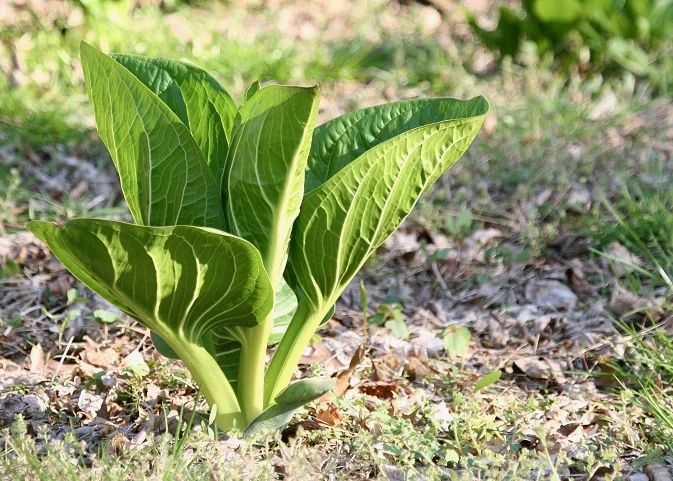 leaves follow the flower