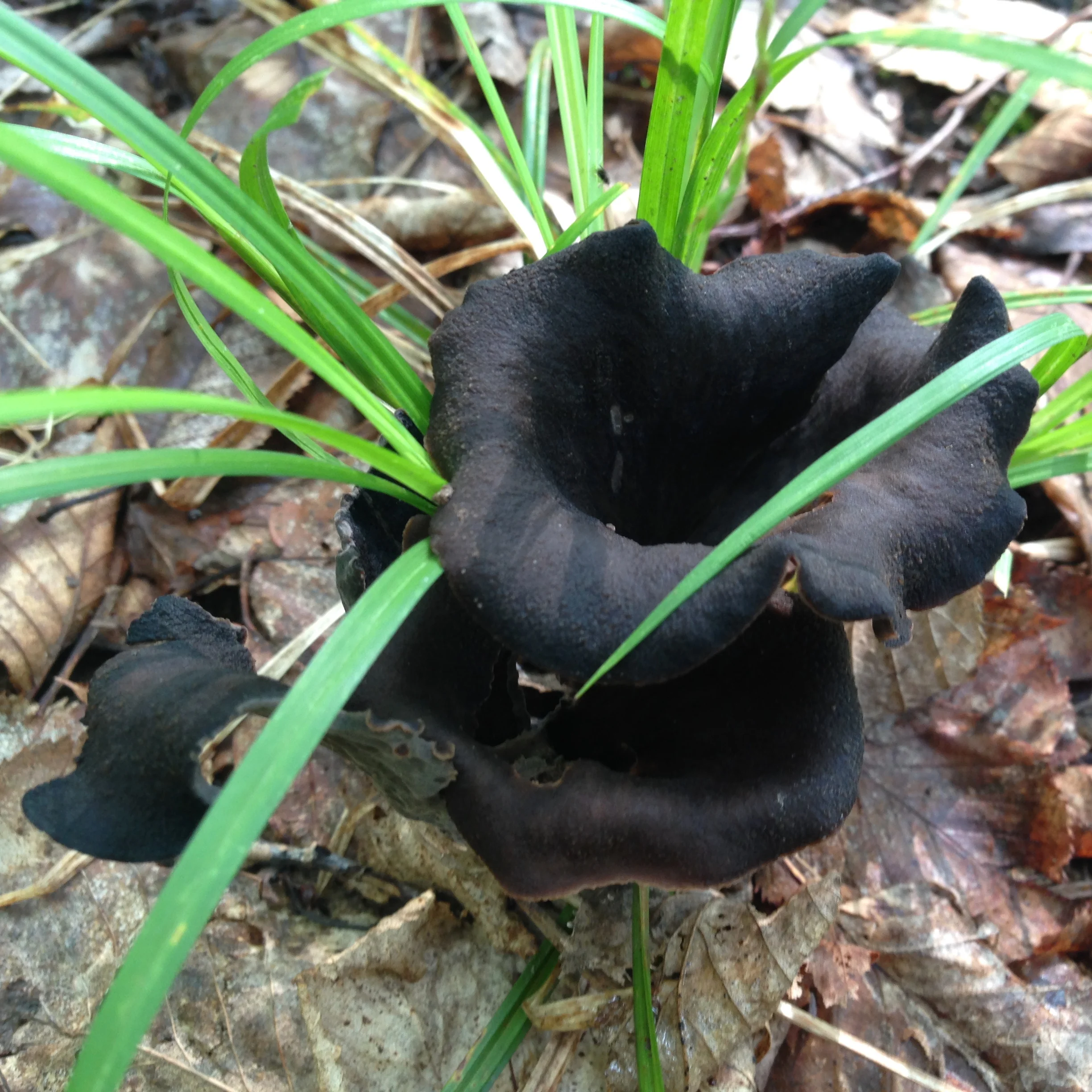 blk trumpet.jpg