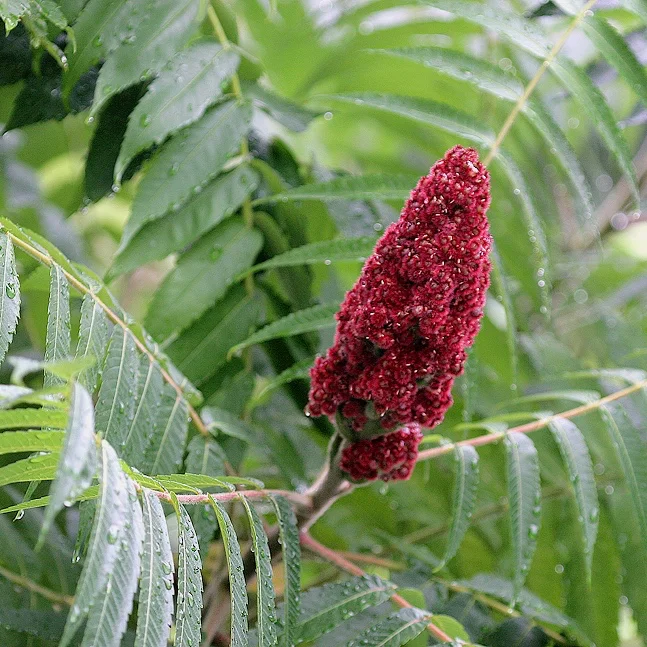 StaghornSumac.jpg