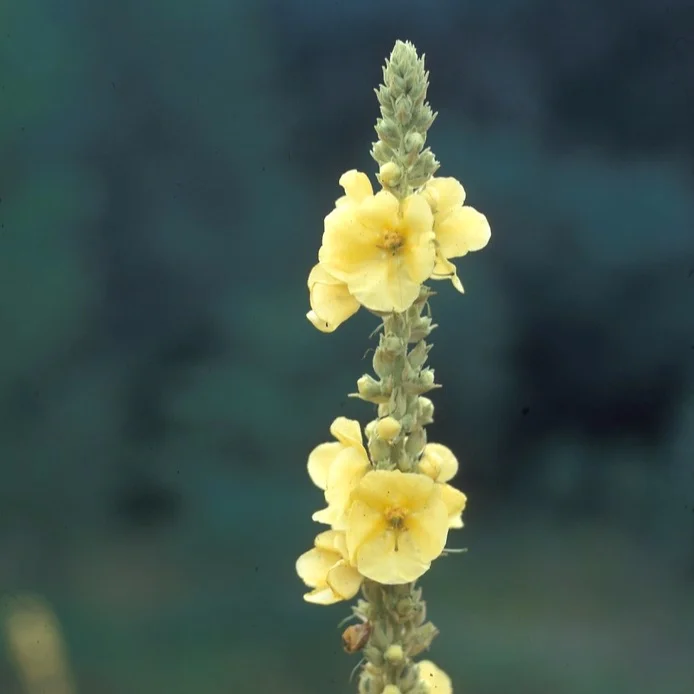 mullein+flower.jpg