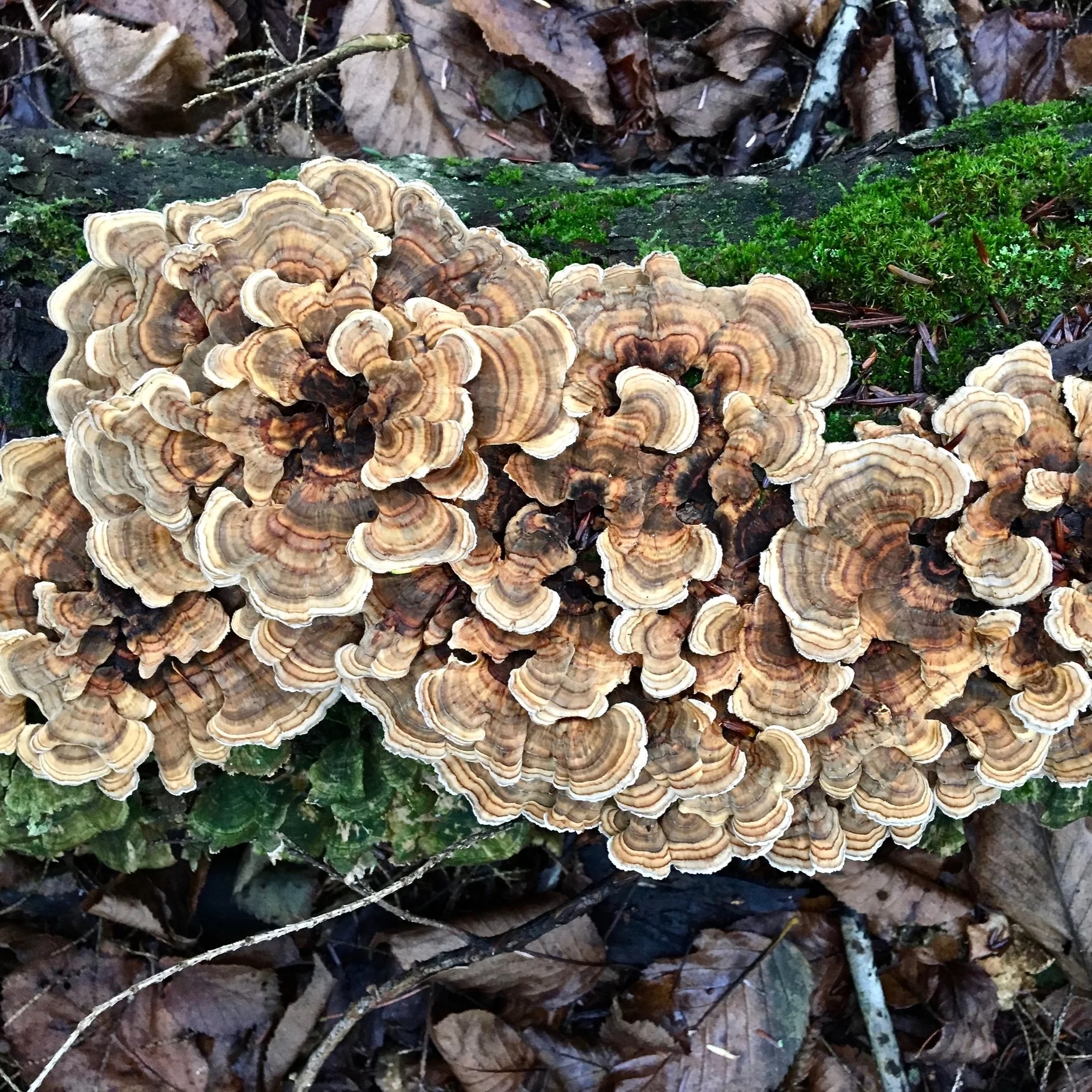 turkeytail.jpg