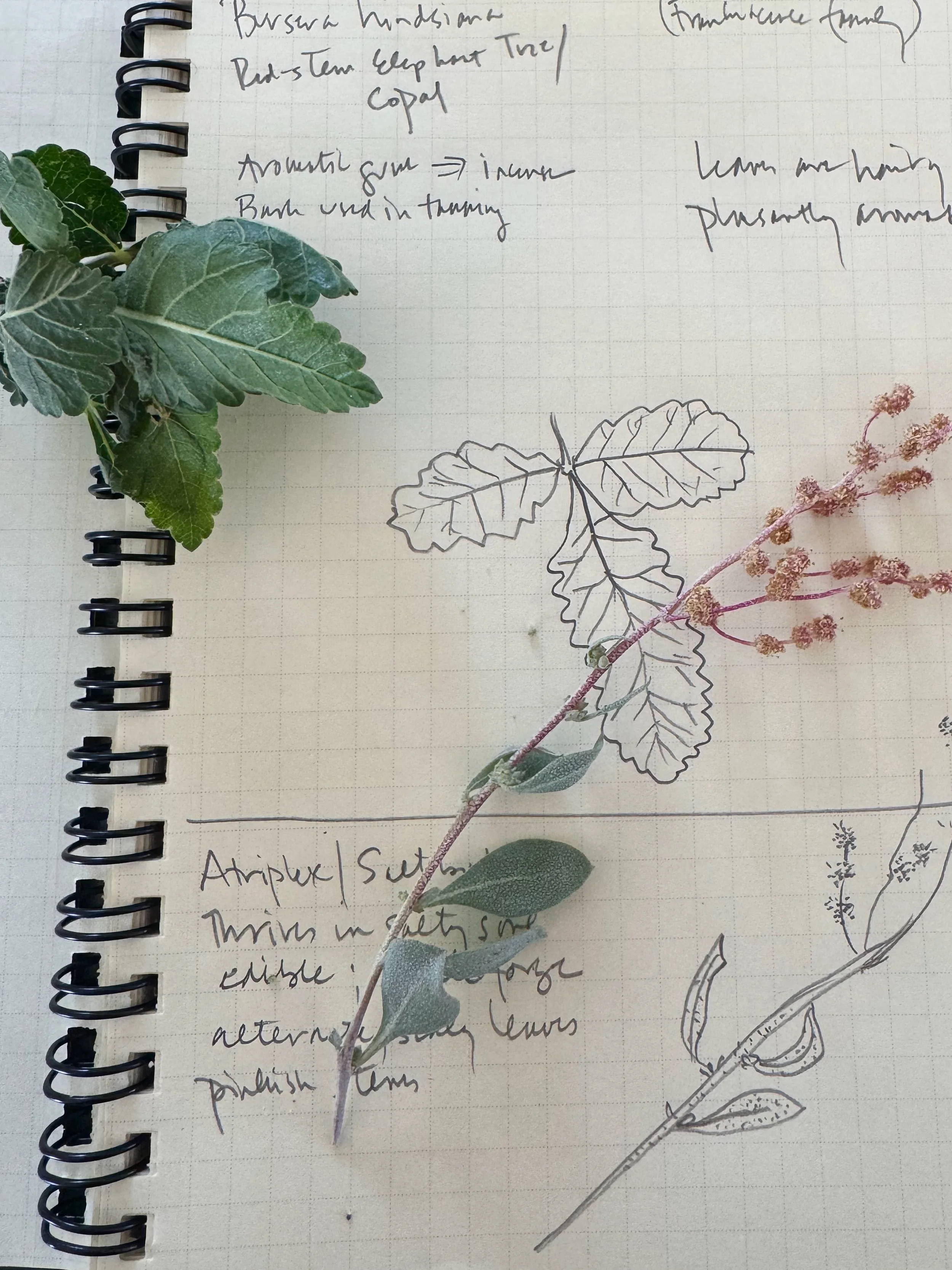 botanica illo.jpeg