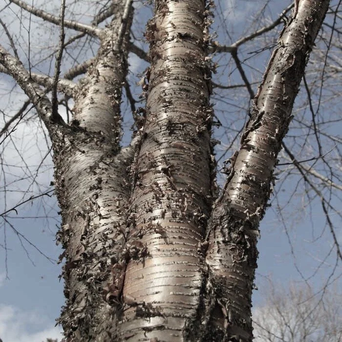 Betula-alleghaniensis-yellow-birch-trunk-bark-winter.jpg