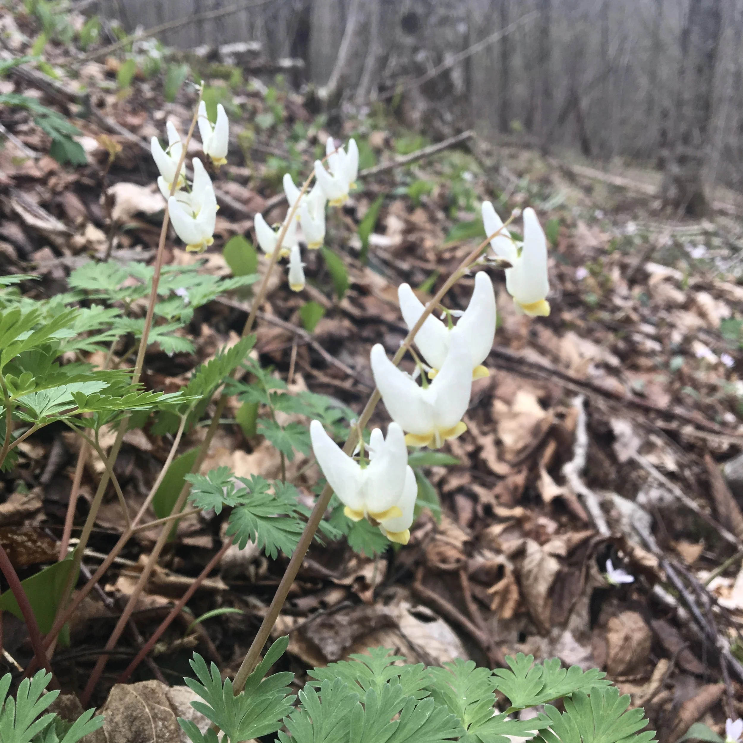 dutchmans breeches2.JPG
