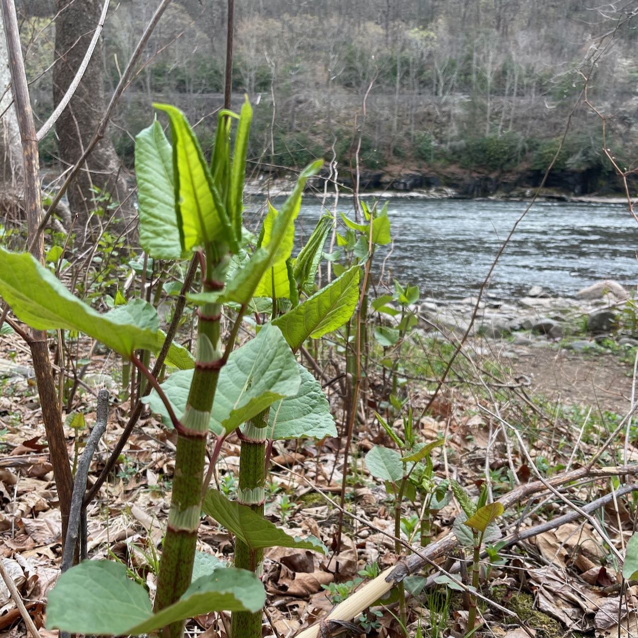 knotweed shoots3.jpeg