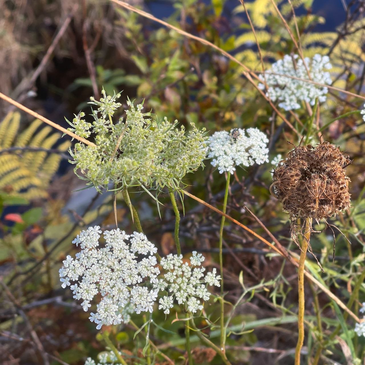 queen anne's lace.jpeg